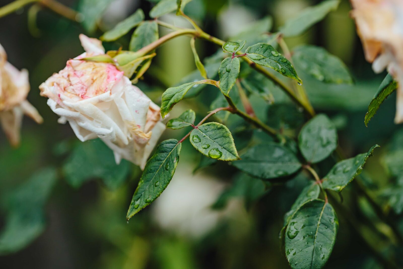 Canon EF 100mm F2.8 Macro USM sample photo. Rain, raindrop, roses, flower photography
