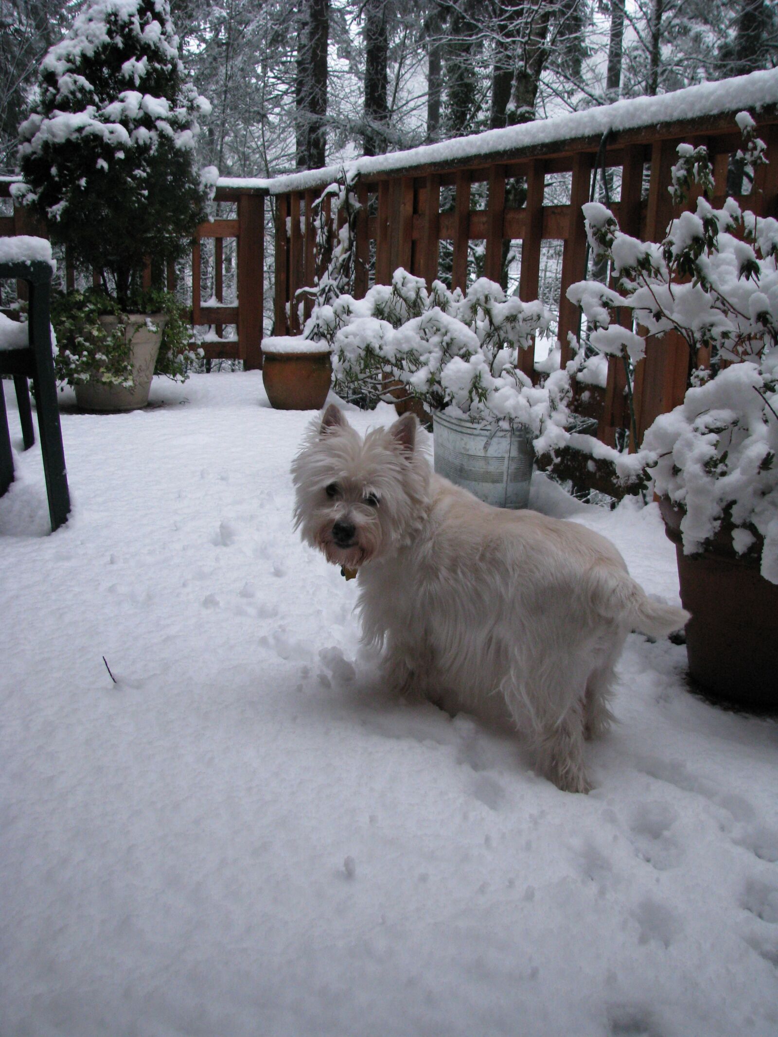 Canon POWERSHOT S5 IS sample photo. Snow, dog, winter photography