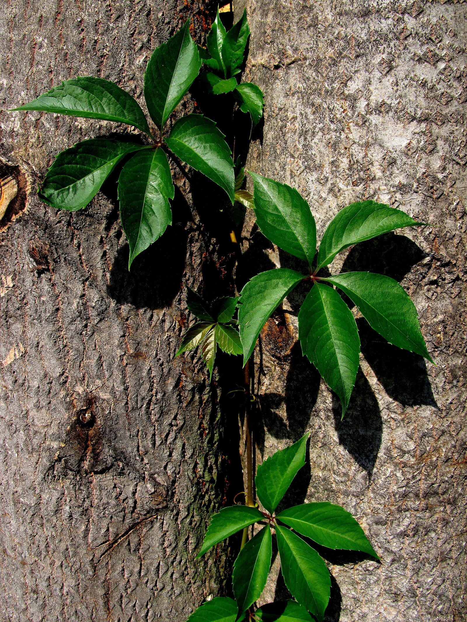 Canon PowerShot SX130 IS sample photo. Leaf, spring, green photography