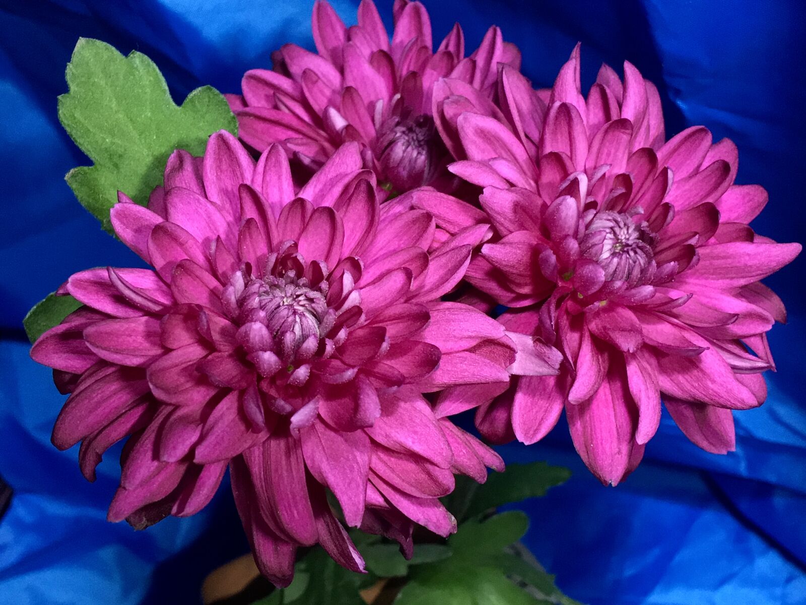 iPhone 6s Plus back camera 4.15mm f/2.2 sample photo. Chrysanthemums, chrysanthemum, autumn photography
