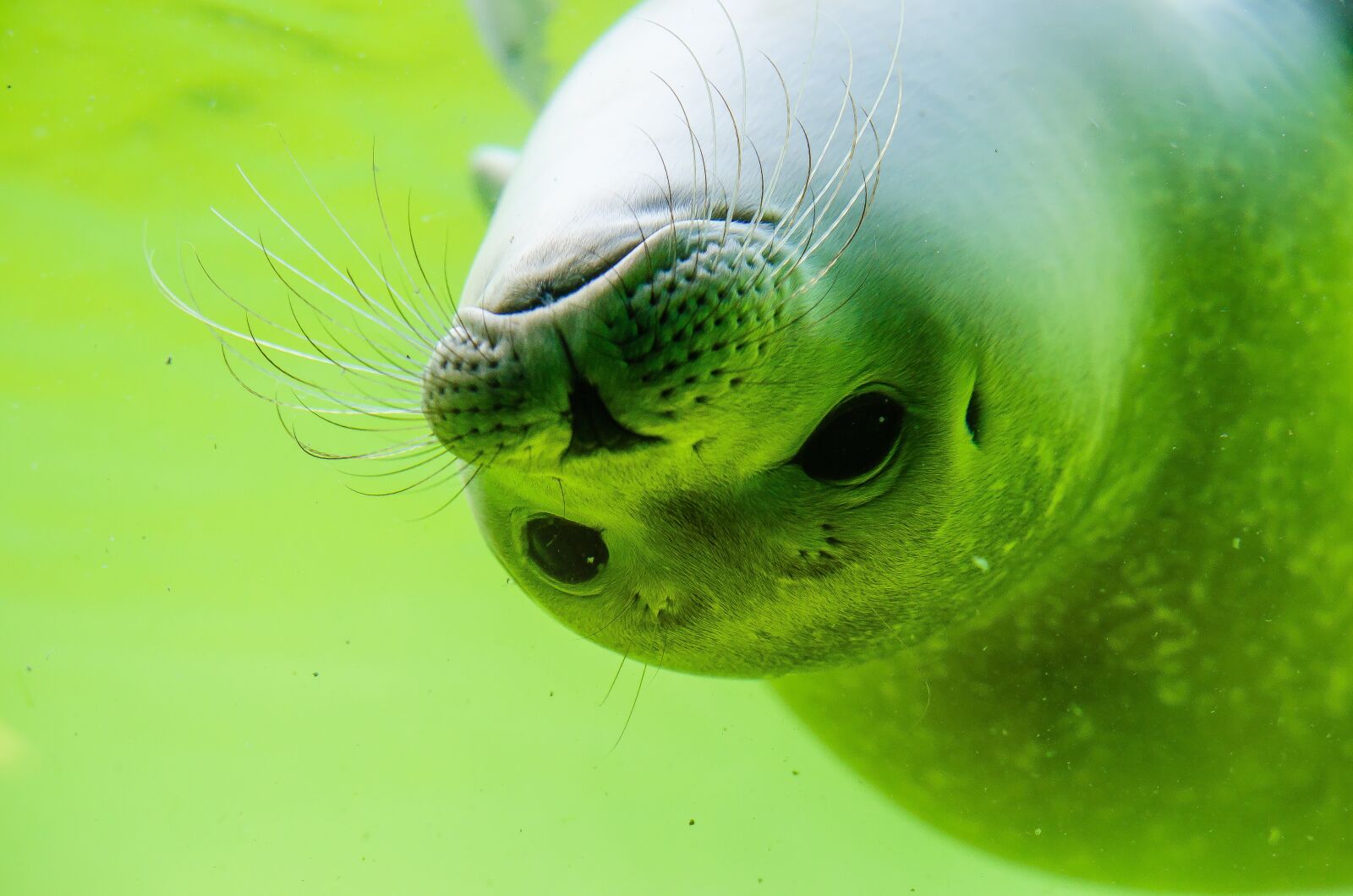 Nikon D5100 sample photo. Crawl, seal, north sea photography