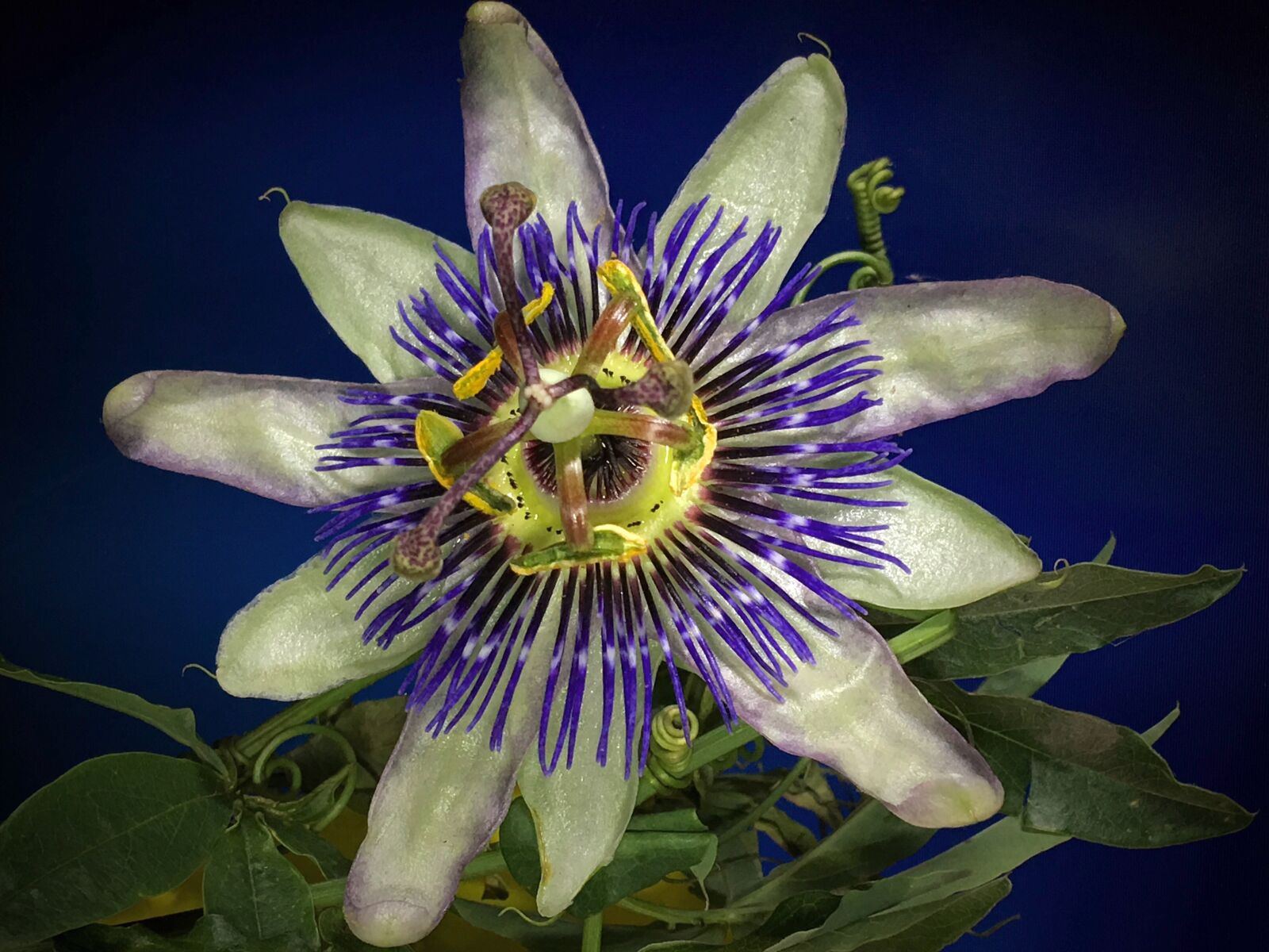 iPhone 6s Plus back camera 4.15mm f/2.2 sample photo. Mburucuya, white petals, composite photography