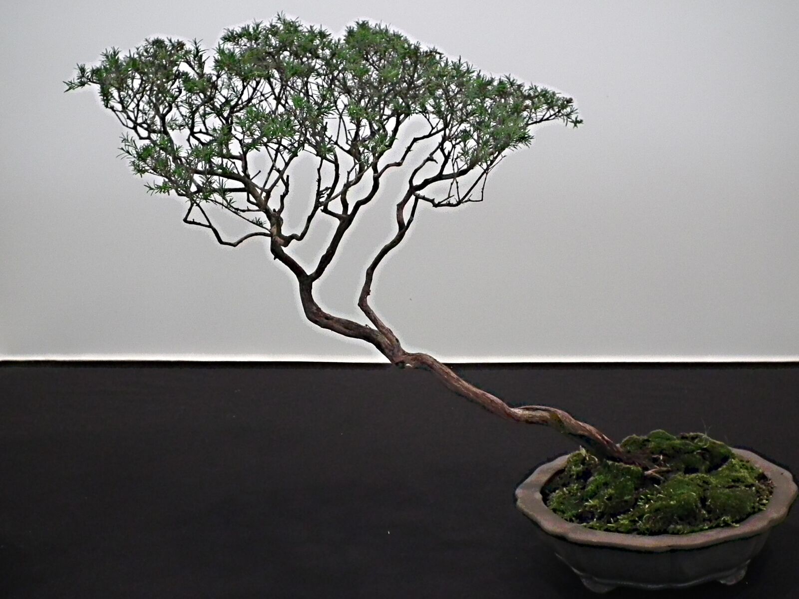 FujiFilm FinePix HS10 (FinePix HS11) sample photo. Small bonsai, juniper chinesis photography