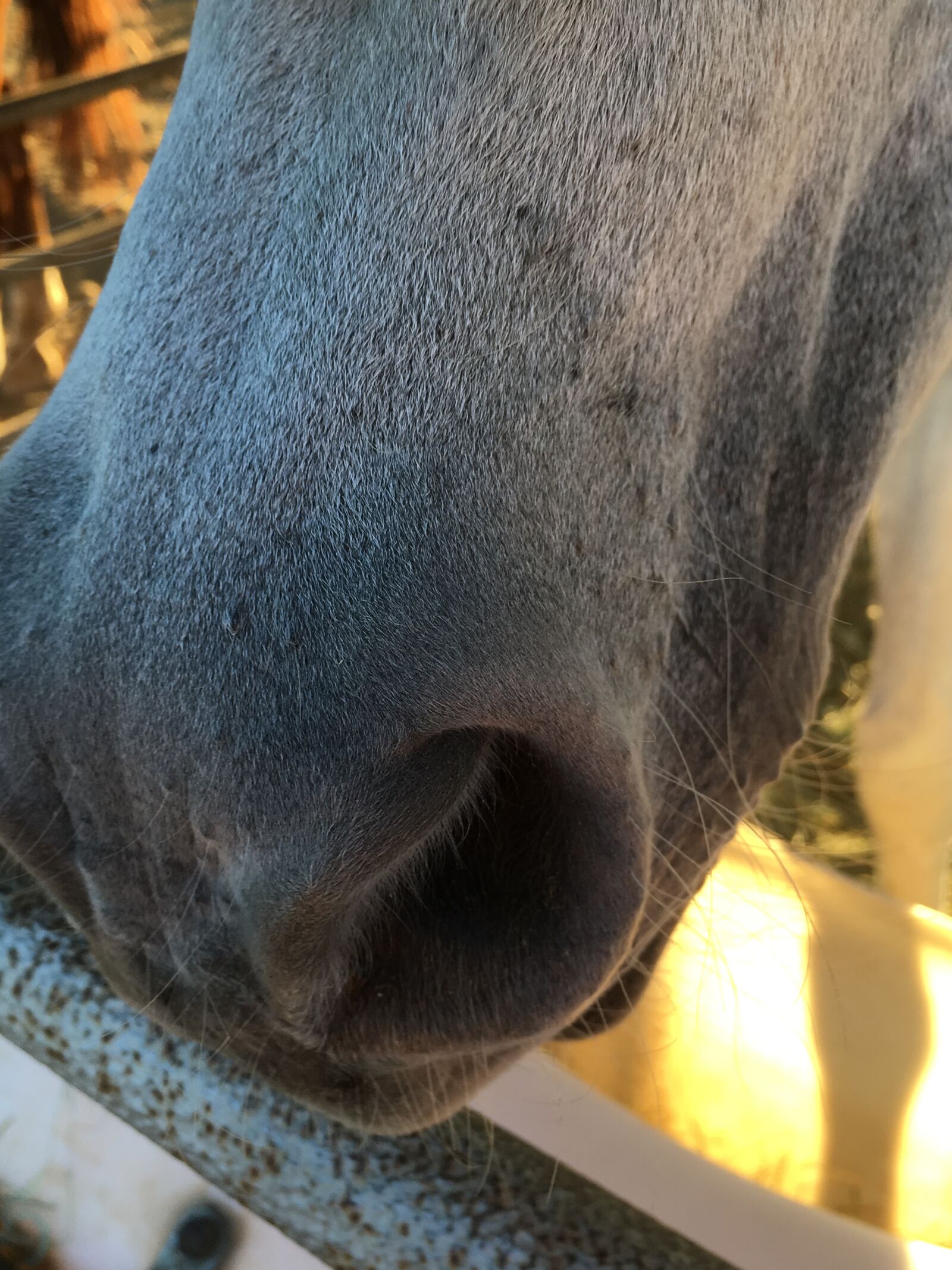 Apple iPhone 6s Plus sample photo. Animal, barn, farm, horse photography