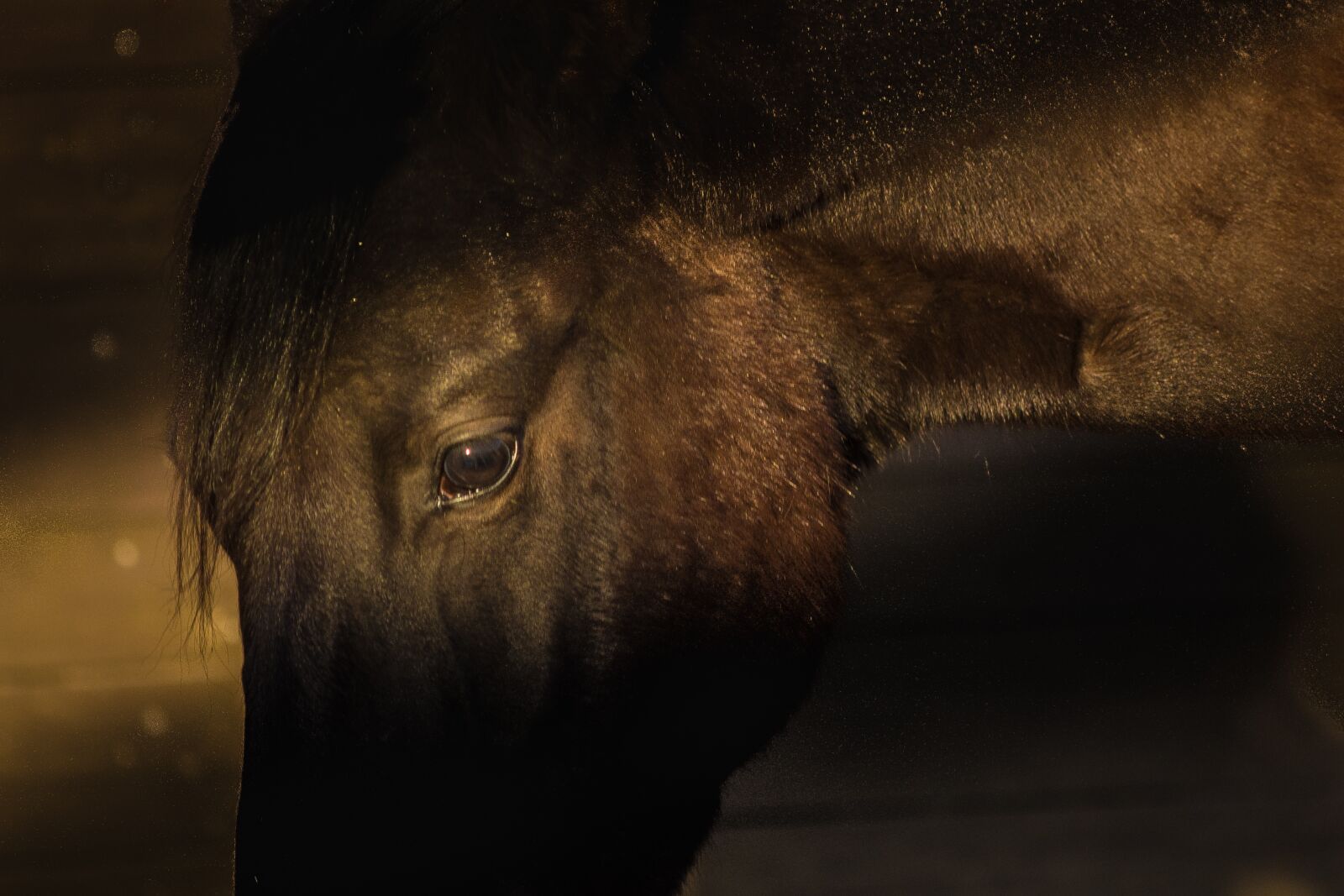 Nikon D7200 sample photo. Horse, horse head, sun photography