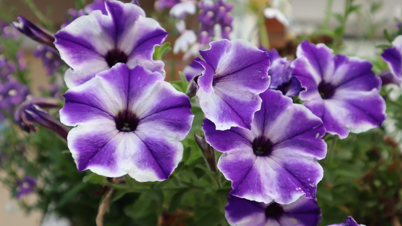 Canon EOS M50 (EOS Kiss M) sample photo. Viola, flower, violet photography