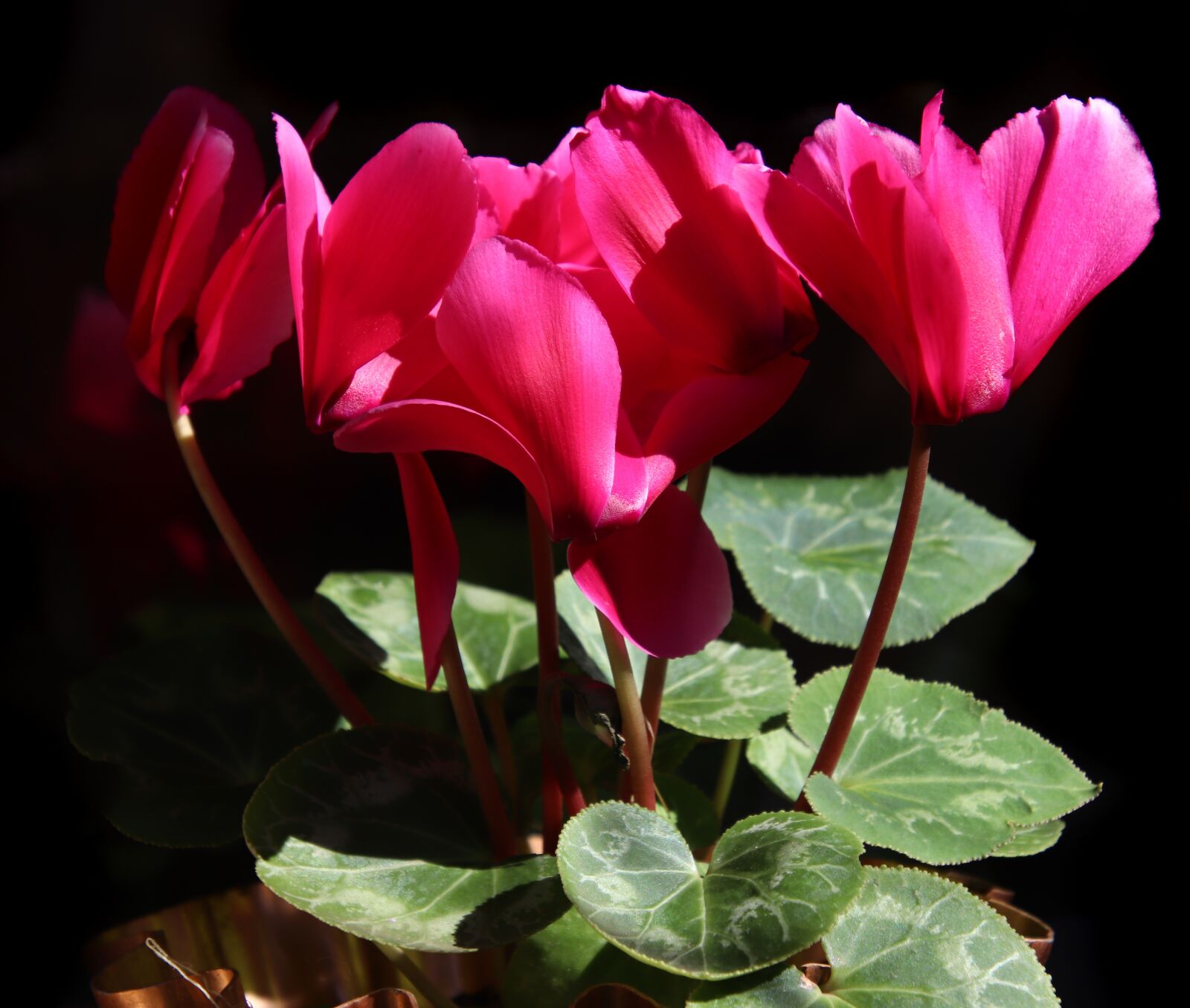 Canon EOS 800D (EOS Rebel T7i / EOS Kiss X9i) sample photo. Flowers, cyclamen, bulbs photography
