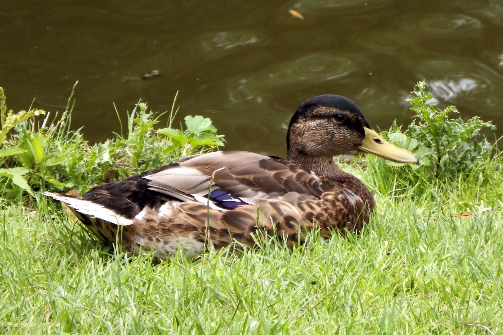 Fujifilm FinePix SL1000 sample photo. Mallard, duck, meadow photography