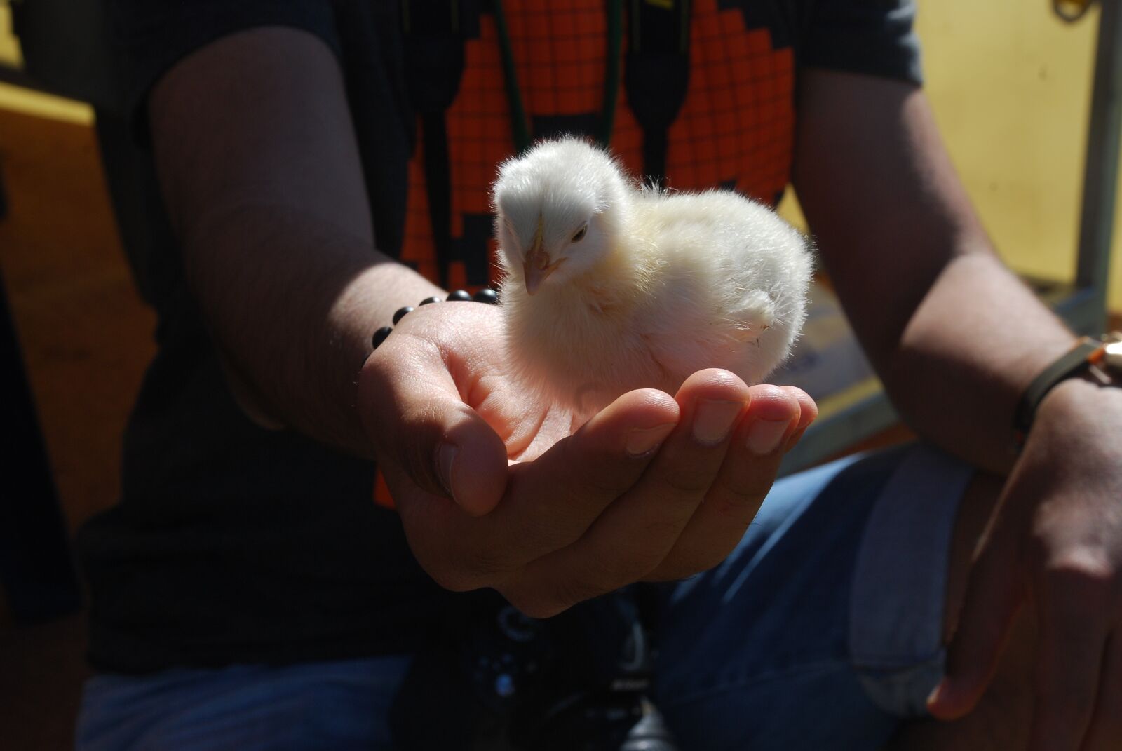 Nikon D80 sample photo. Chick, easter, baby photography