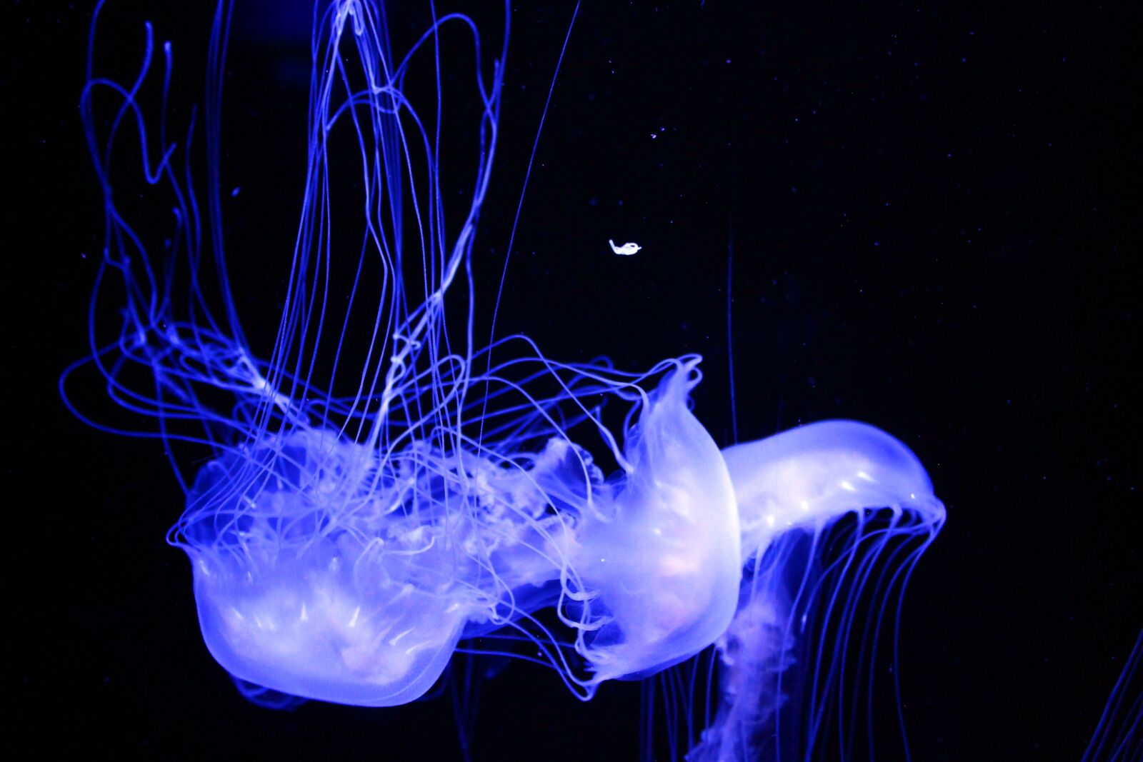 Canon EOS 600D (Rebel EOS T3i / EOS Kiss X5) sample photo. Jellyfish, aquarium, aquatic photography