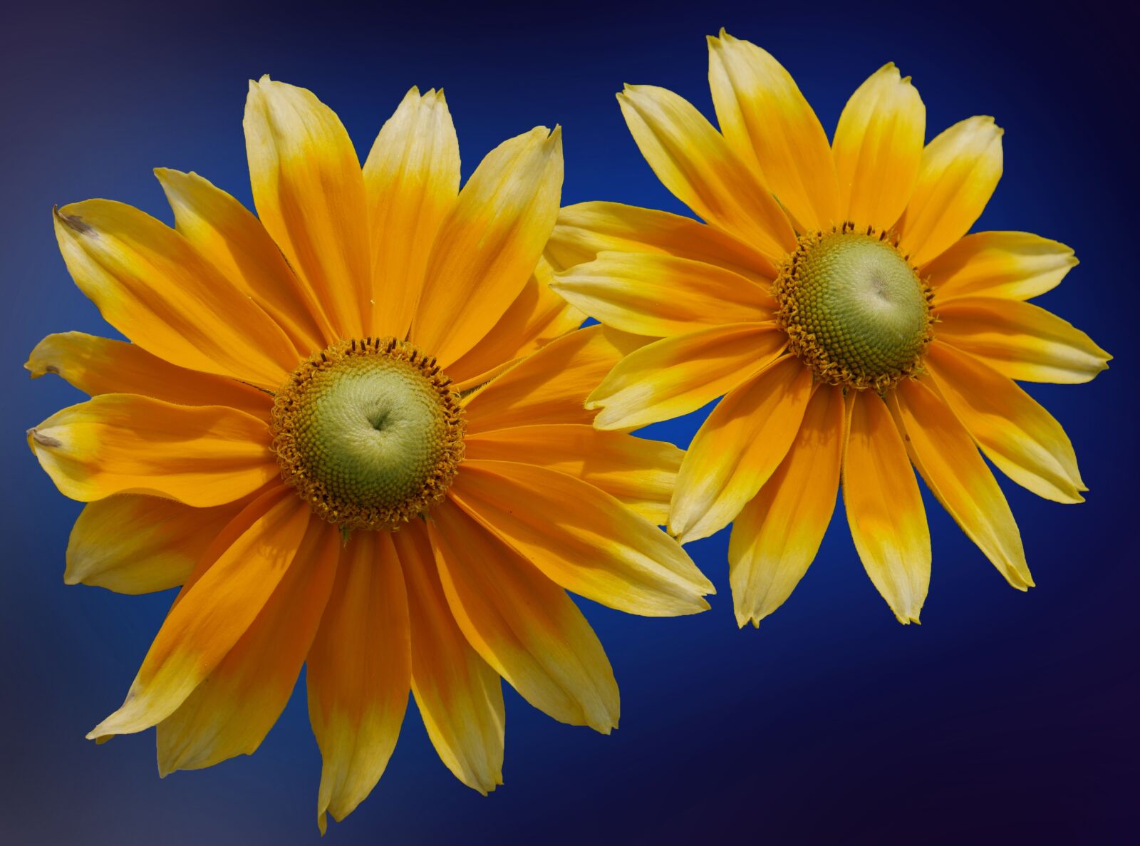 Panasonic DMC-G70 sample photo. Coneflower, blossom, bloom photography
