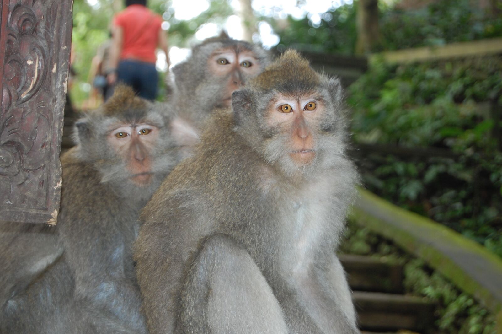 Nikon D40 sample photo. Bali, monkeys, monkey family photography