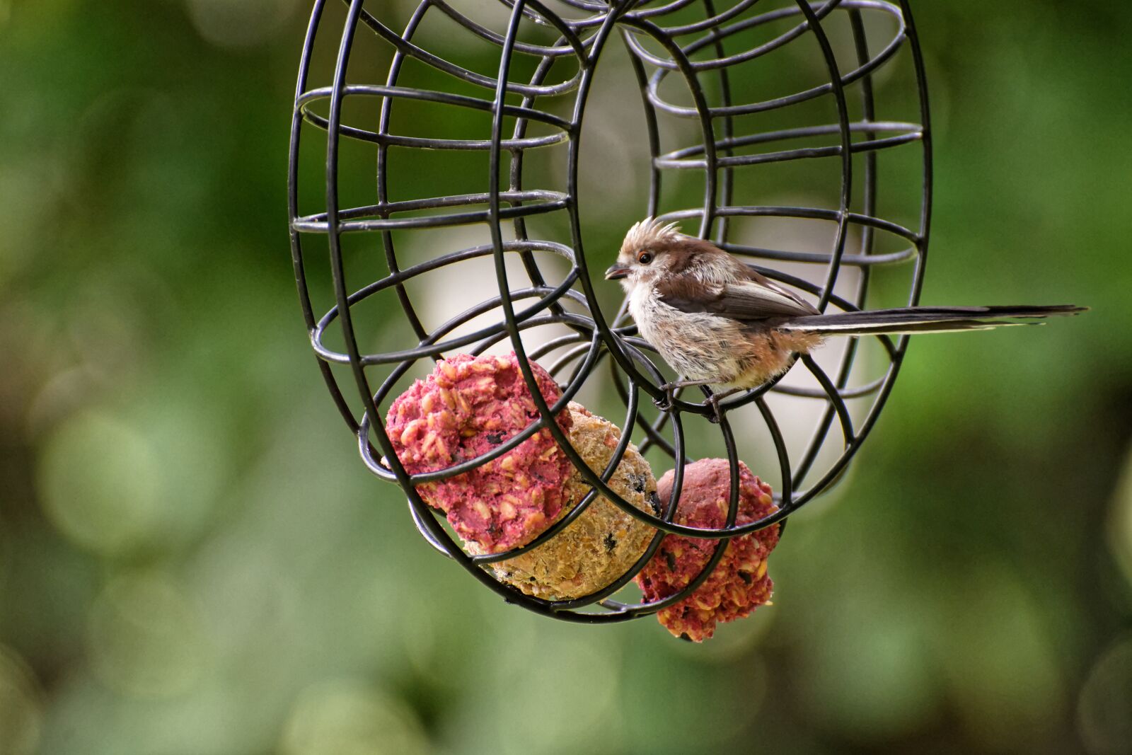 Nikon D7200 sample photo. Long tailed tit, food photography