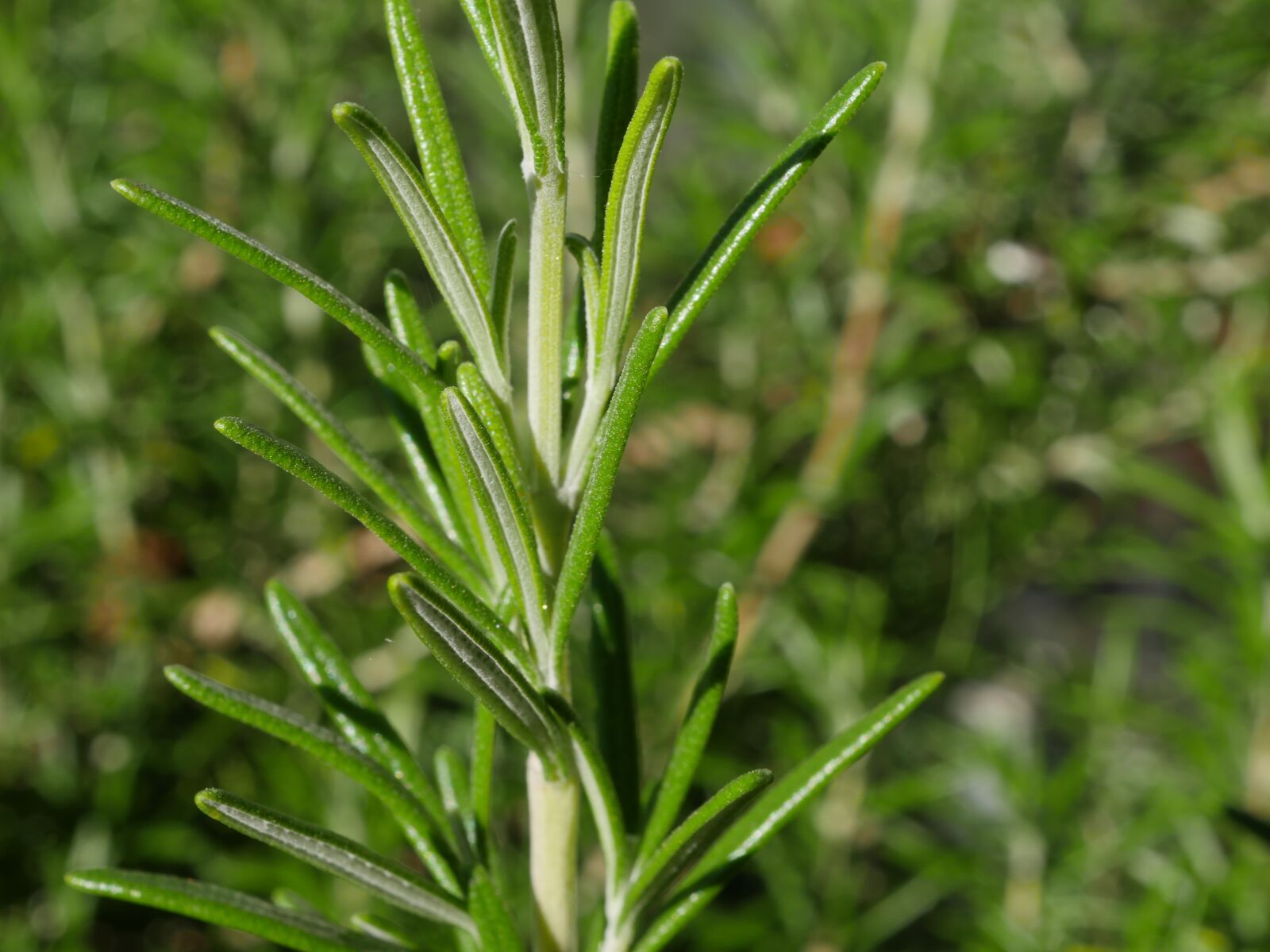 Panasonic Lumix DMC-GX8 sample photo. Rosemary, bush, herbs photography
