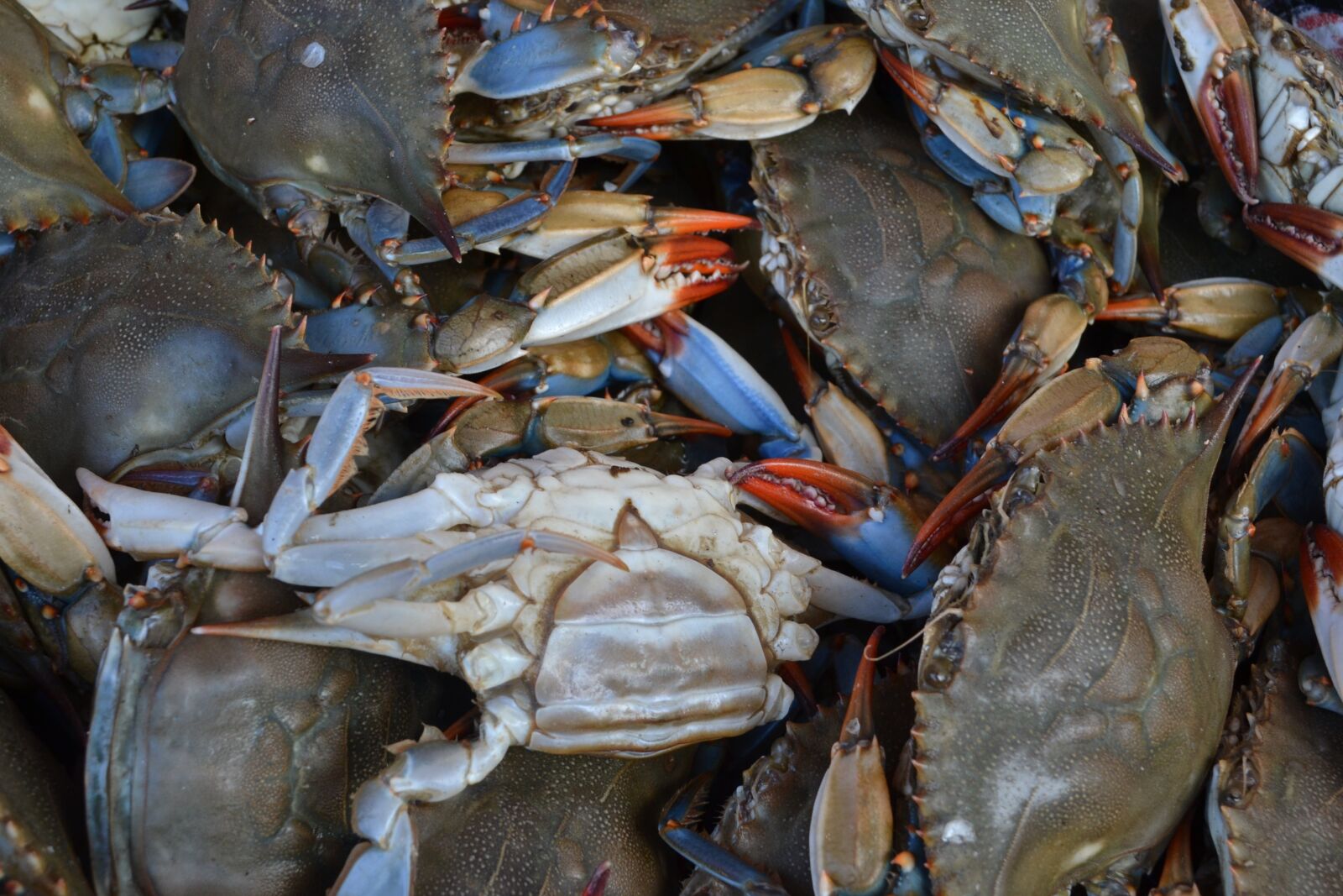 Nikon D3100 sample photo. Seafood, crustacean, shellfish photography