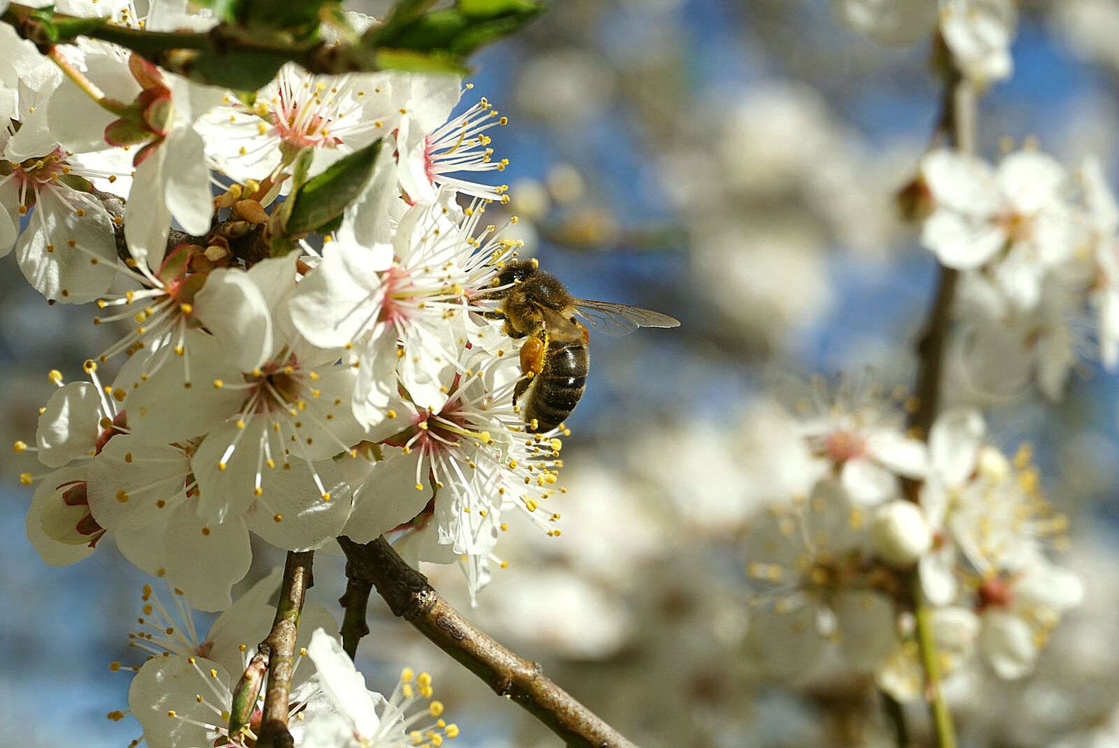 Sony a6000 sample photo. Blooming spring branches, white photography