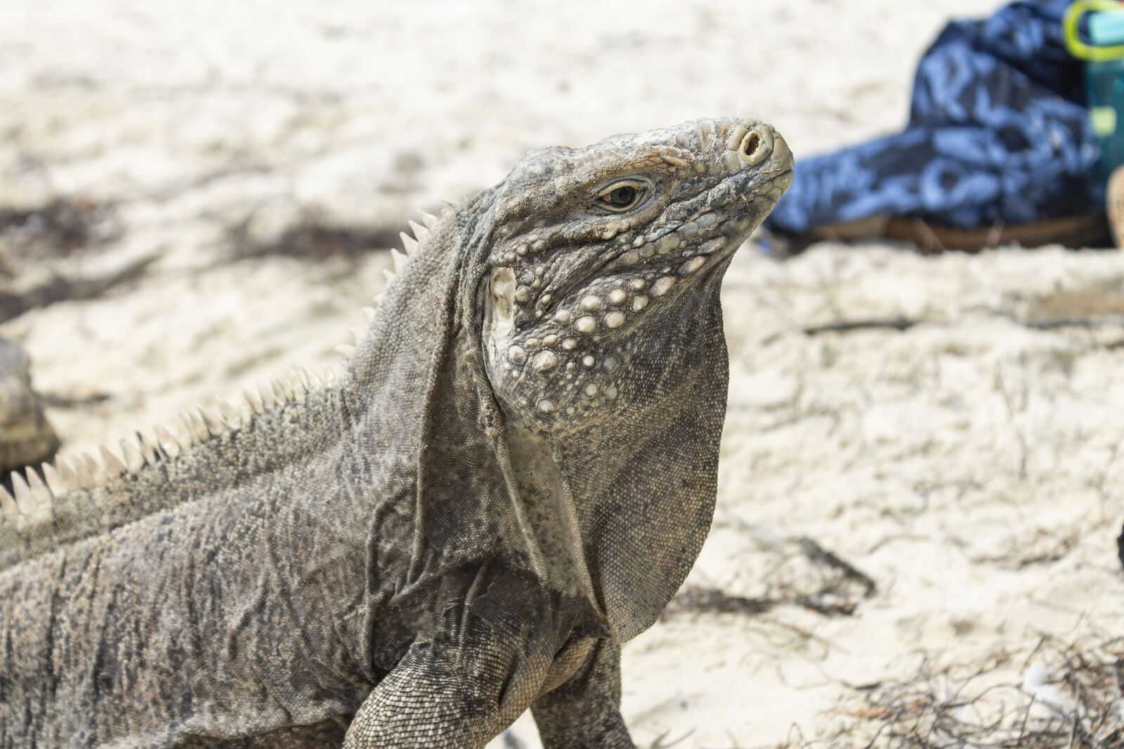 Canon EOS 1100D (EOS Rebel T3 / EOS Kiss X50) sample photo. Iguana, reptile, lizard photography
