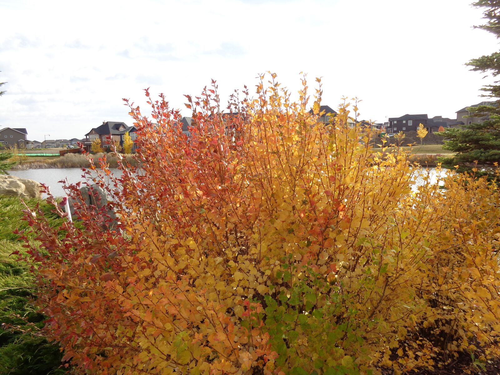 Sony Cyber-shot DSC-W730 sample photo. Fall, autumn, foliage photography