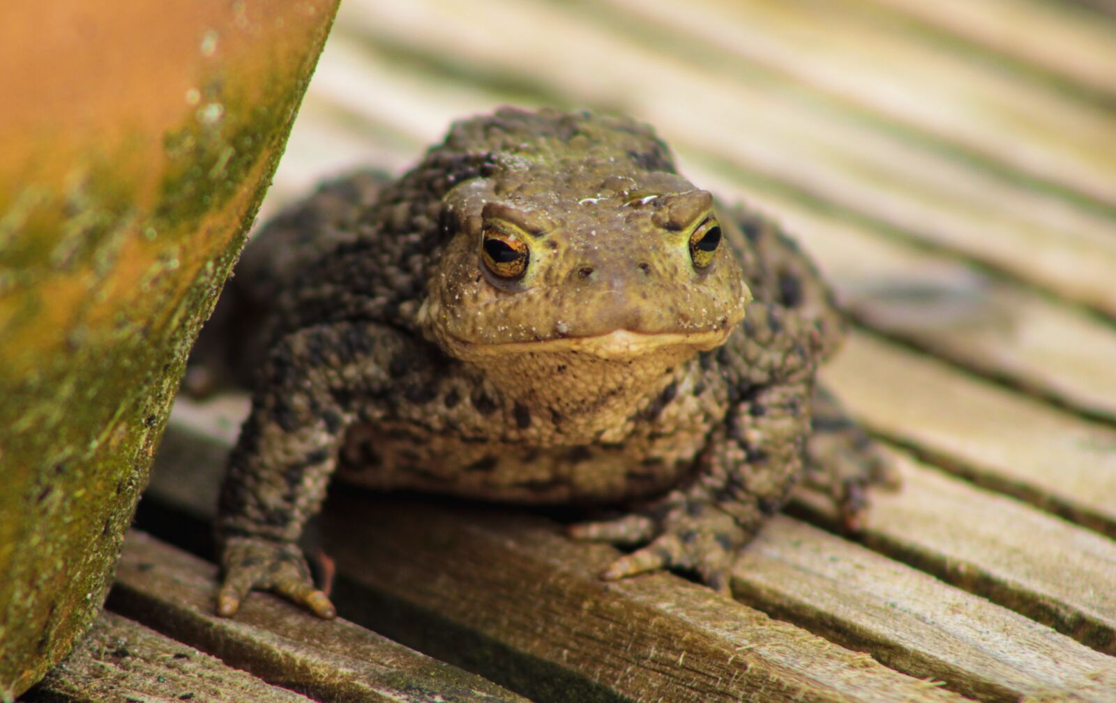 Canon EOS 2000D (EOS Rebel T7 / EOS Kiss X90 / EOS 1500D) sample photo. Frog, animal, nature photography