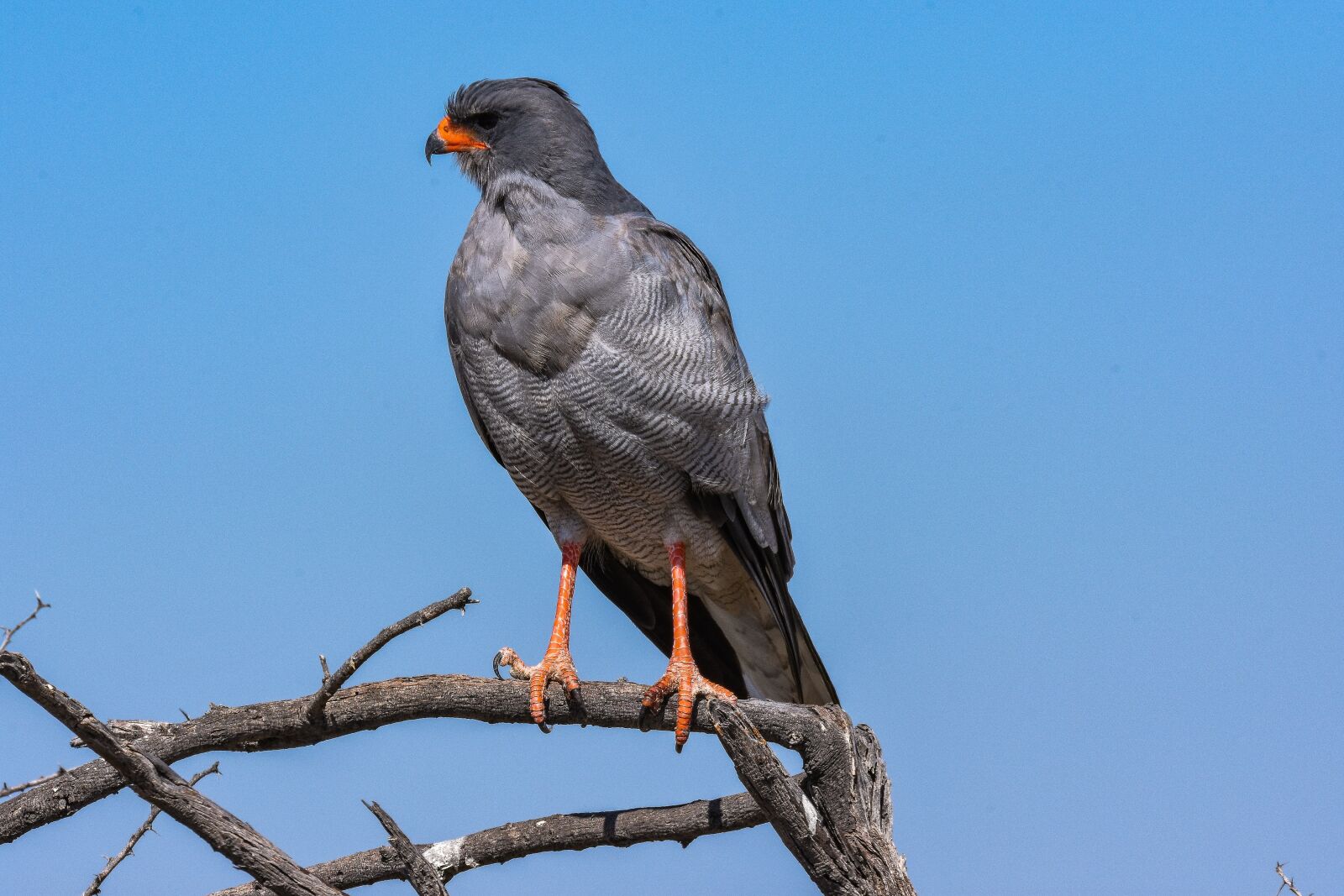Nikon D7200 sample photo. Africa, animal, bird photography