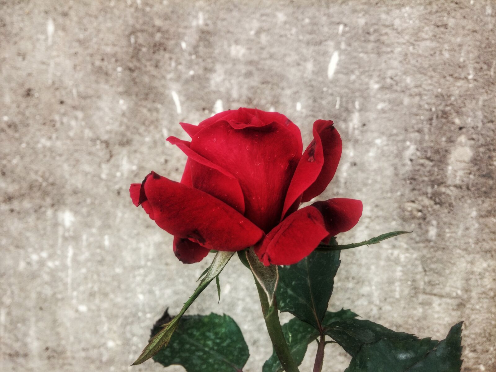 LG G2 sample photo. Beautiful, flowers, red, rose photography
