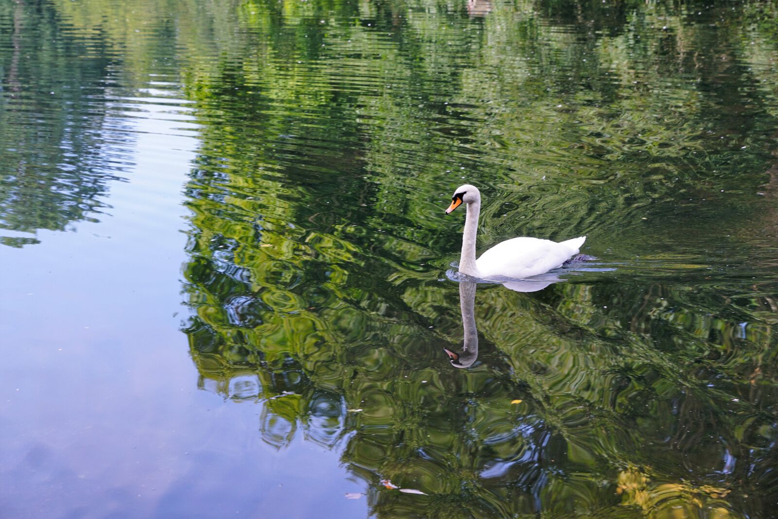 Sony ILCA-77M2 + Sony DT 16-50mm F2.8 SSM sample photo. Swan, bird, danube photography