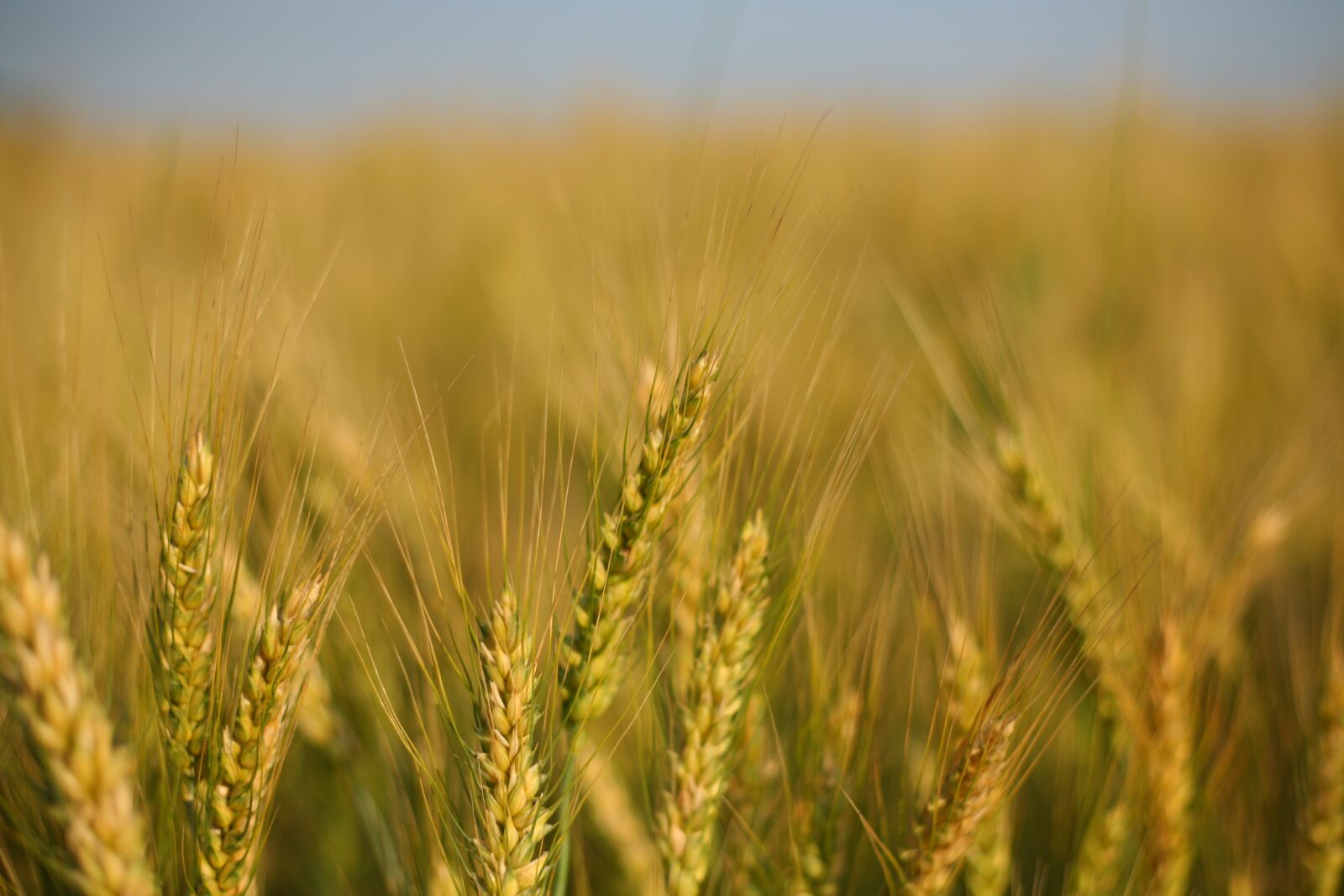 Canon EOS 5D sample photo. Barley, field, in the photography