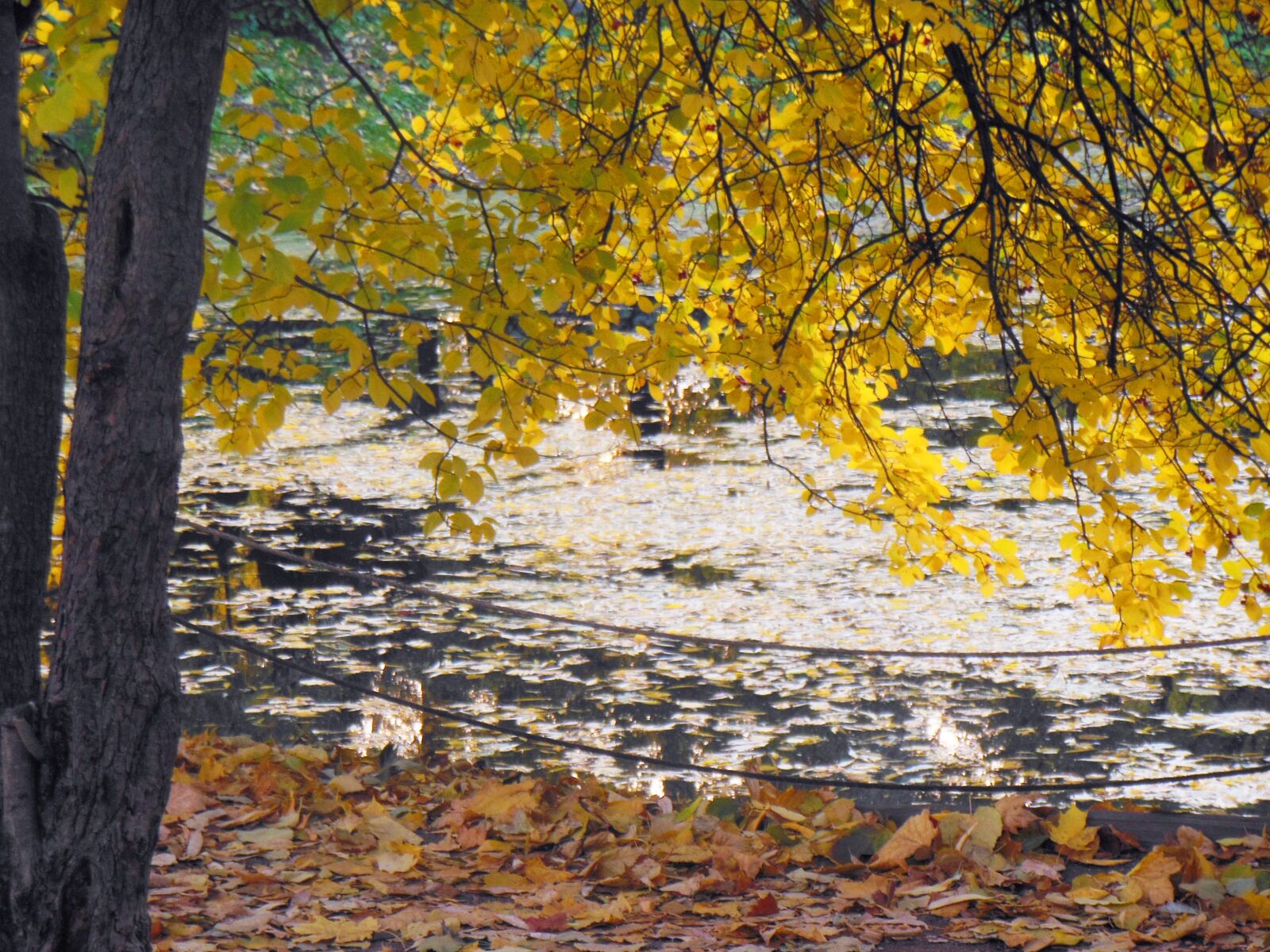Nikon Coolpix S6300 sample photo. Yellow, autumn, fall photography
