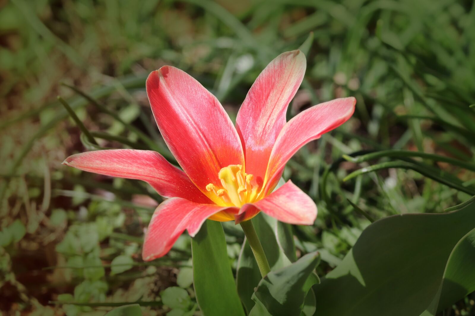 Canon EOS 200D (EOS Rebel SL2 / EOS Kiss X9) sample photo. Tulip, tulipa, schnittblume photography