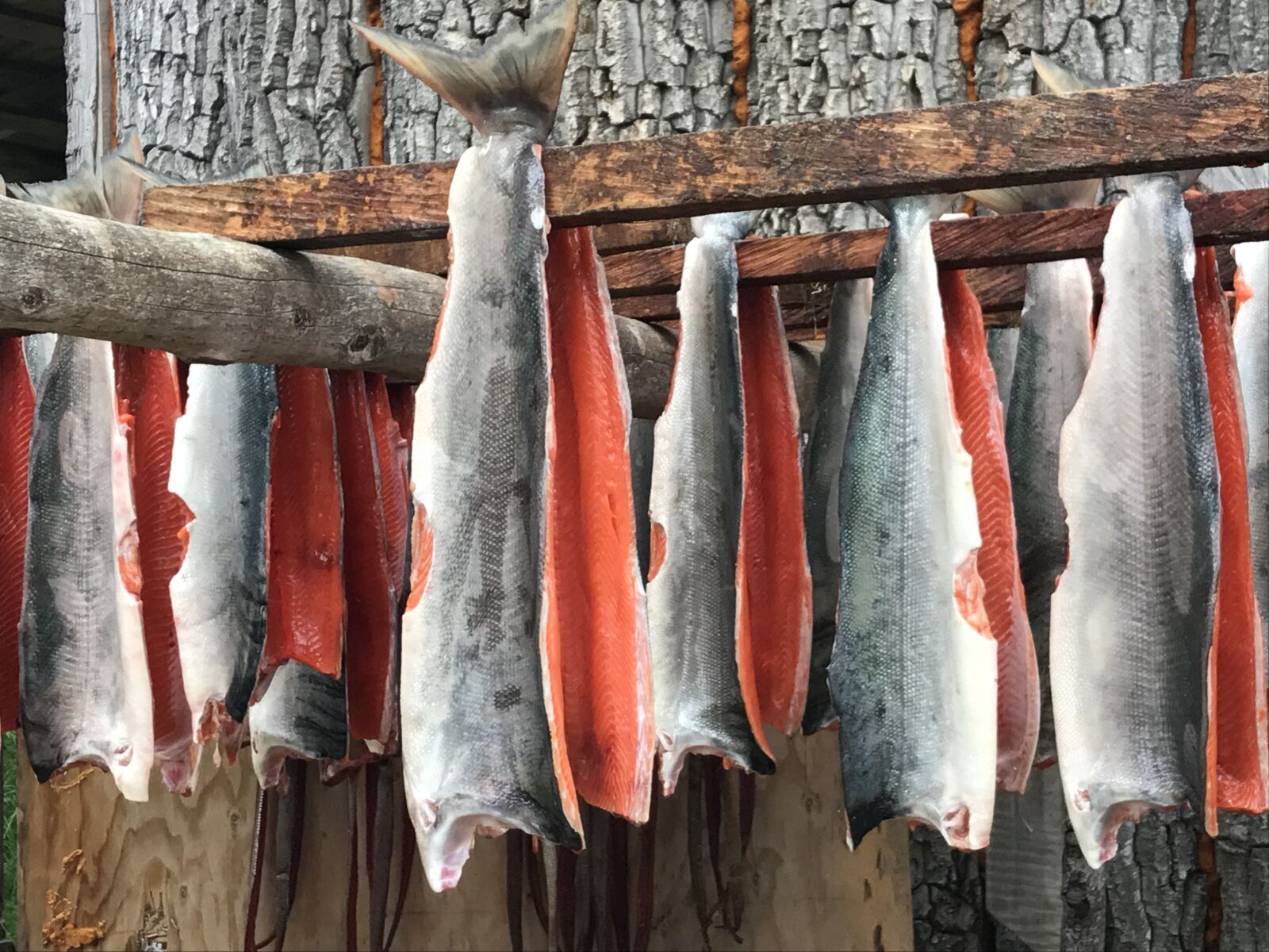Apple iPhone 7 sample photo. Alaska salmon, bristol bay photography