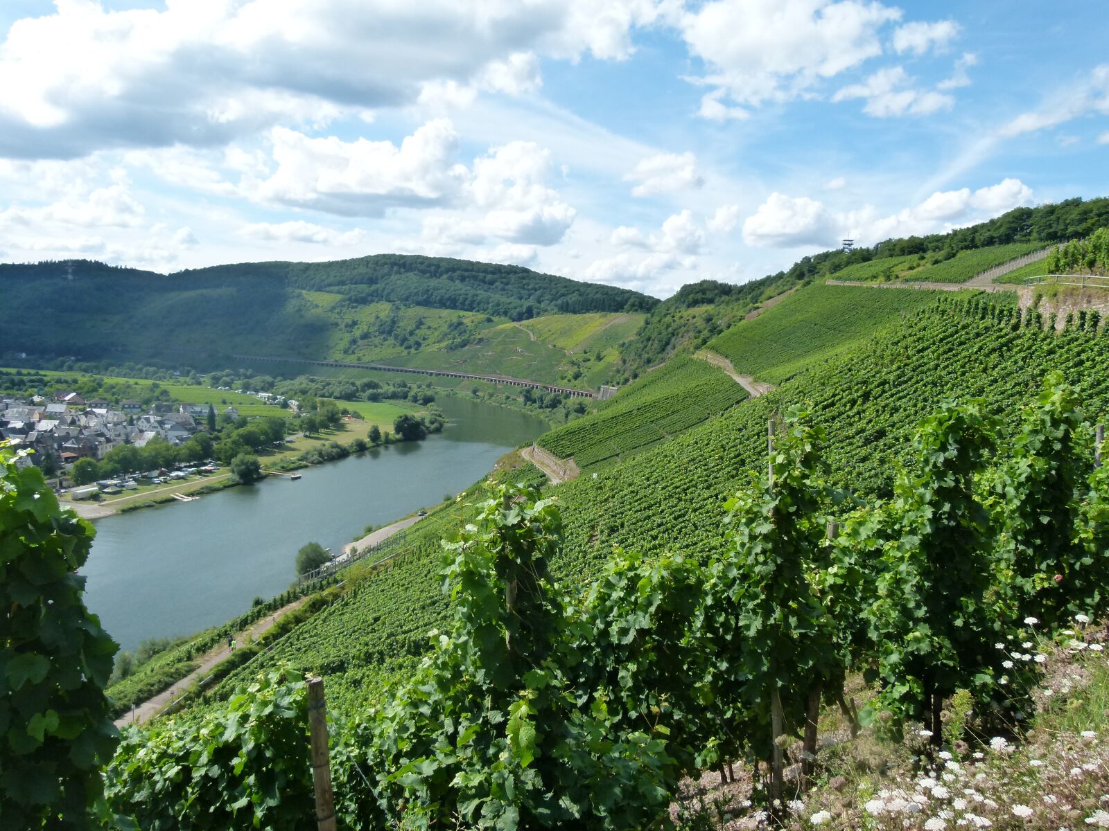 Panasonic Lumix DMC-FZ100 sample photo. Mosel, pünderich, vineyard photography