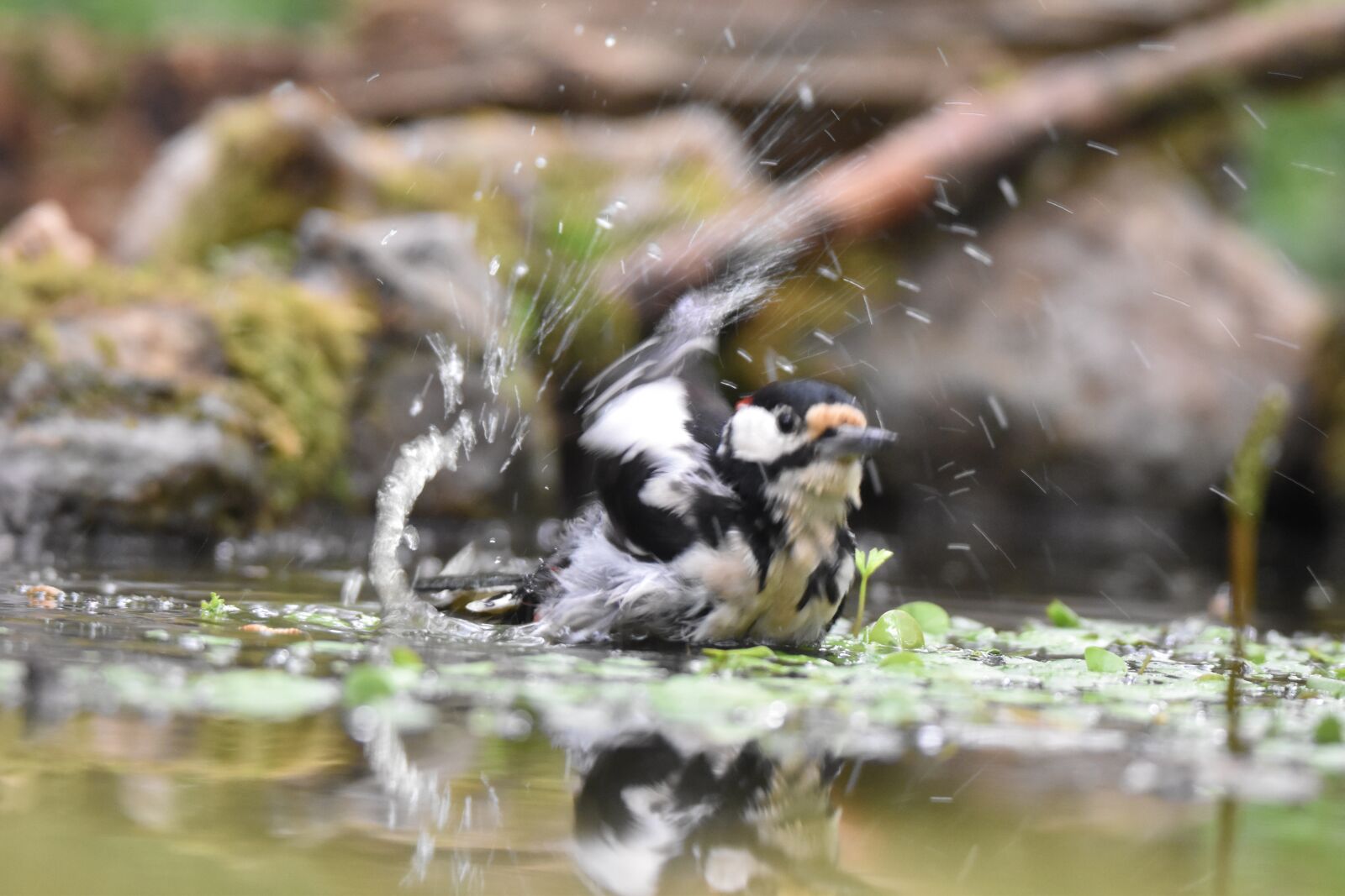 Nikon D5600 sample photo. Woodpecker, bird, pic photography