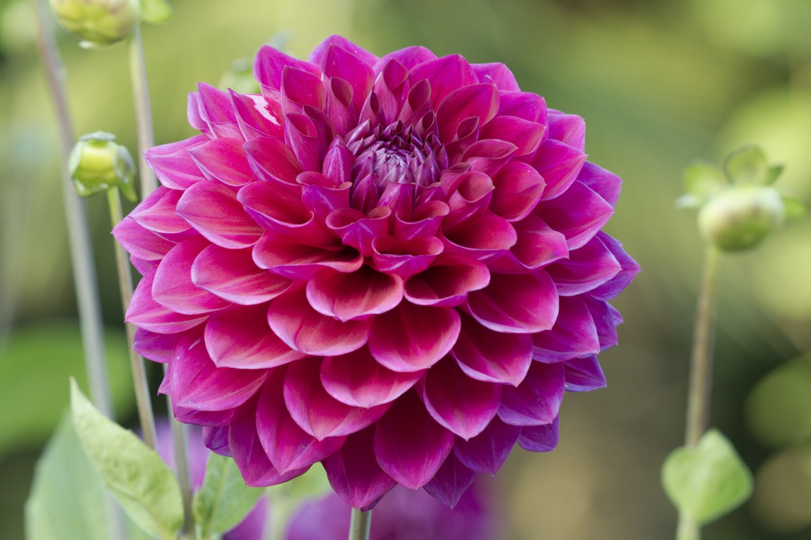 Canon EOS 7D sample photo. Dahlia, blossom, bloom photography