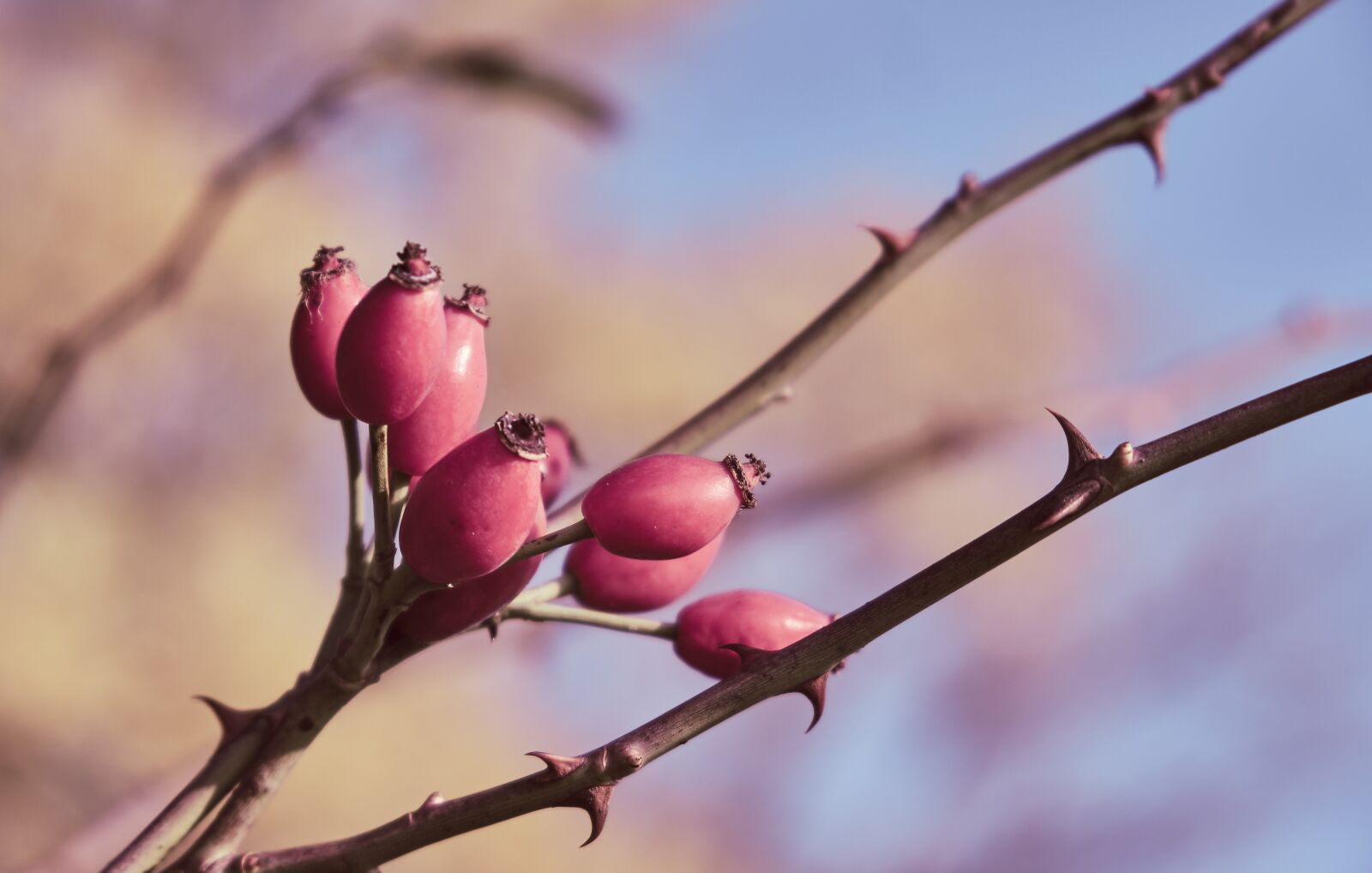 Fujifilm XF 18-55mm F2.8-4 R LM OIS sample photo. Rose hip, thorns, spur photography