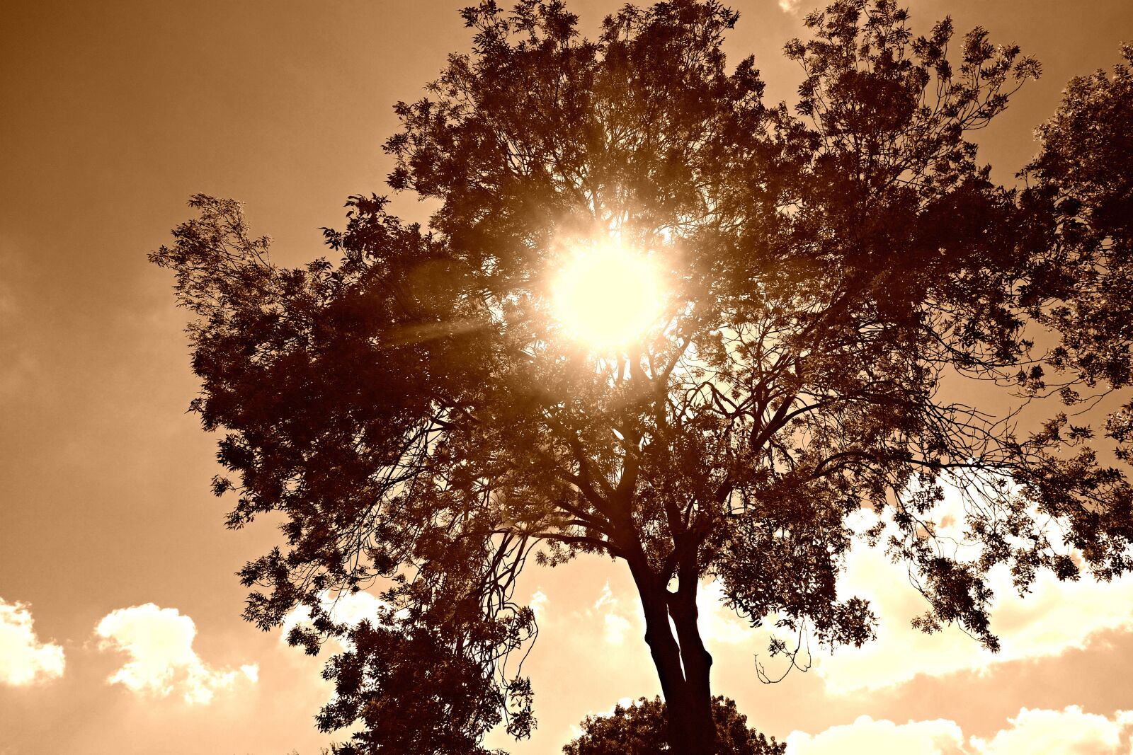 Sony Cyber-shot DSC-RX100 sample photo. Tree, tree top, sky photography
