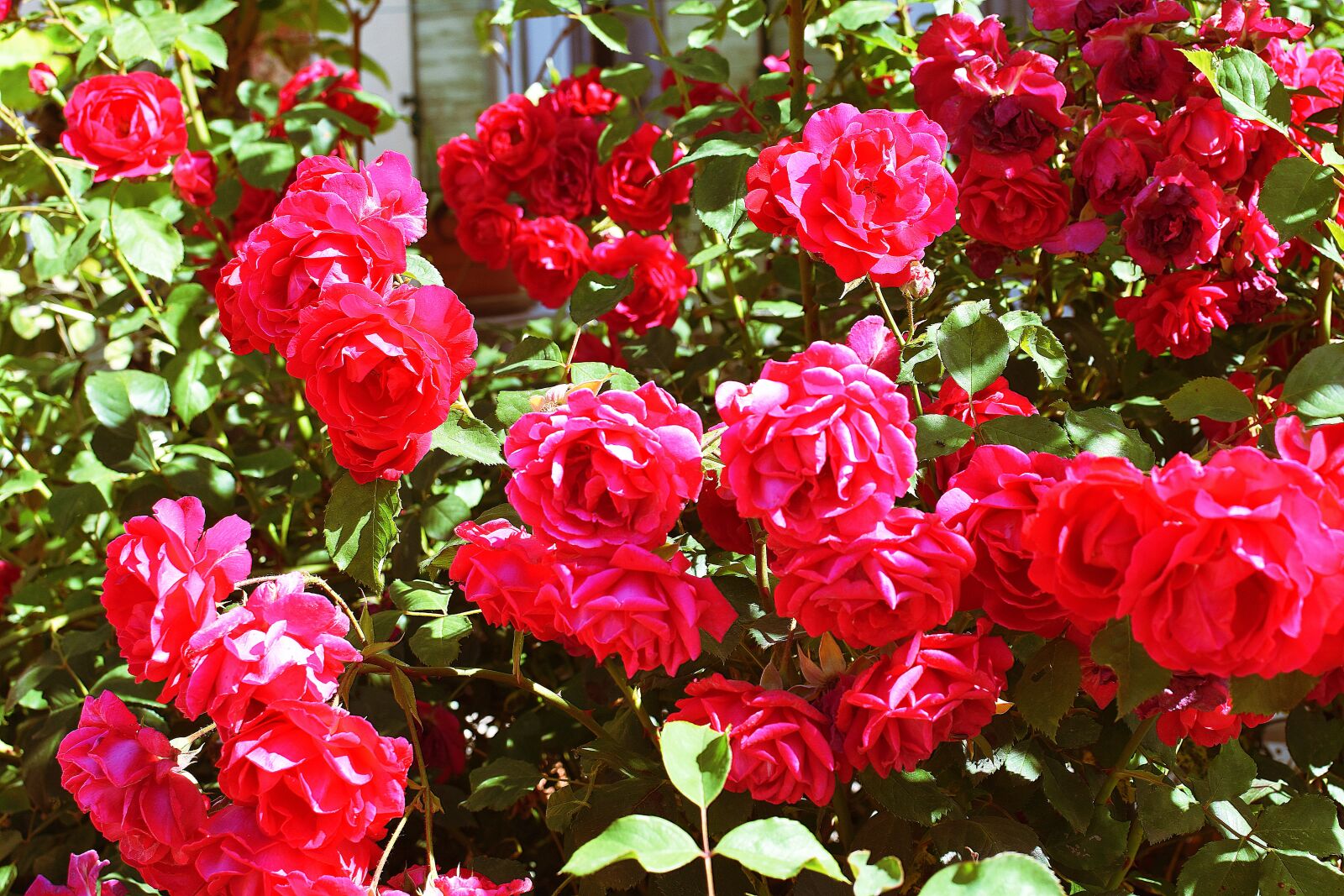 Nikon D5600 sample photo. Nature, fleurs, rosier photography