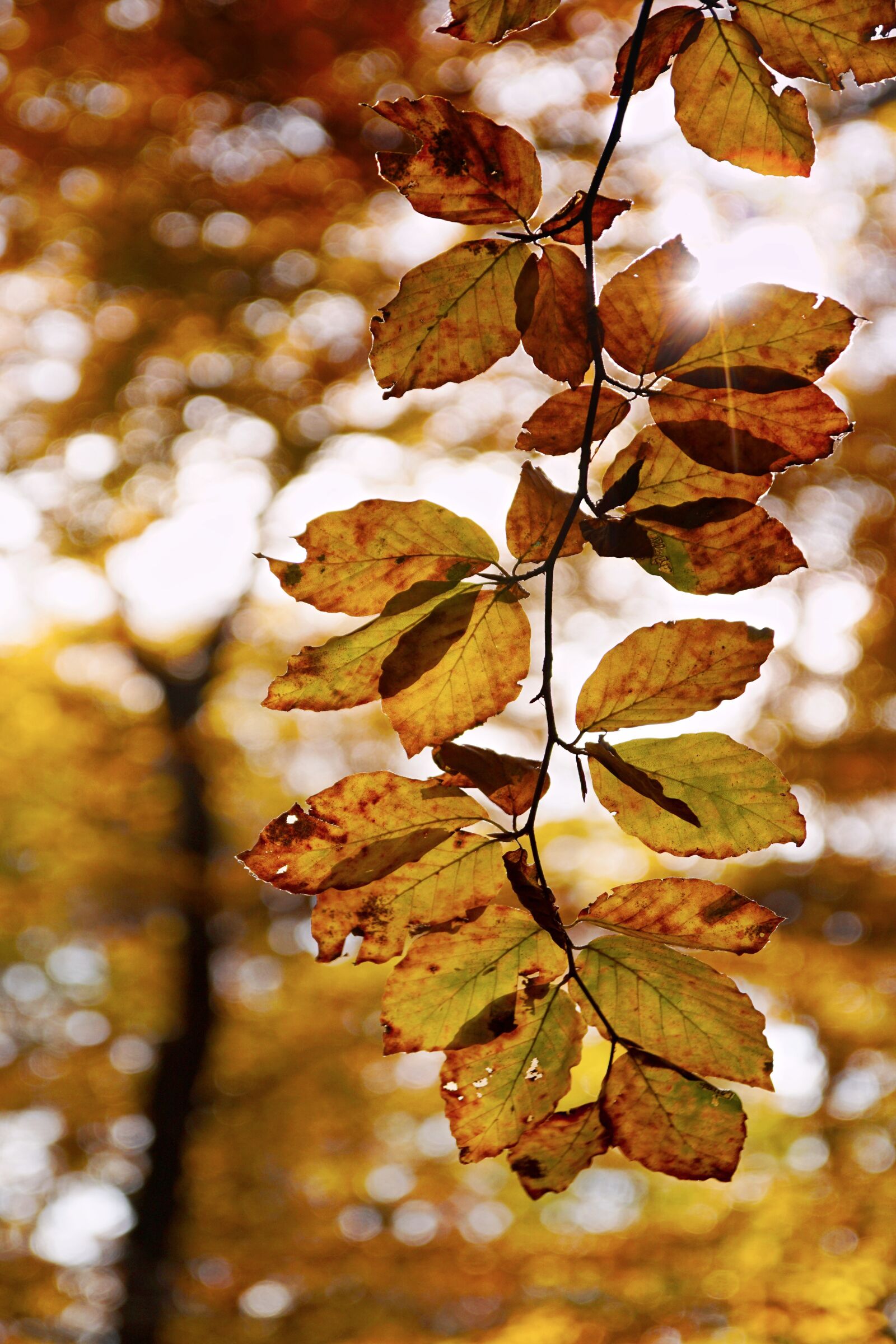 Sony ILCA-77M2 sample photo. Beech, autumn, leaves photography