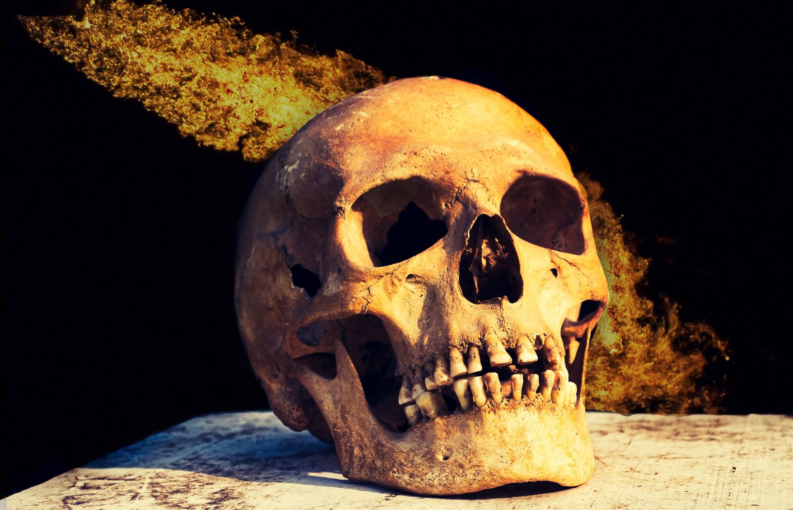 Canon EOS 80D sample photo. Bone, skeleton, skull and photography