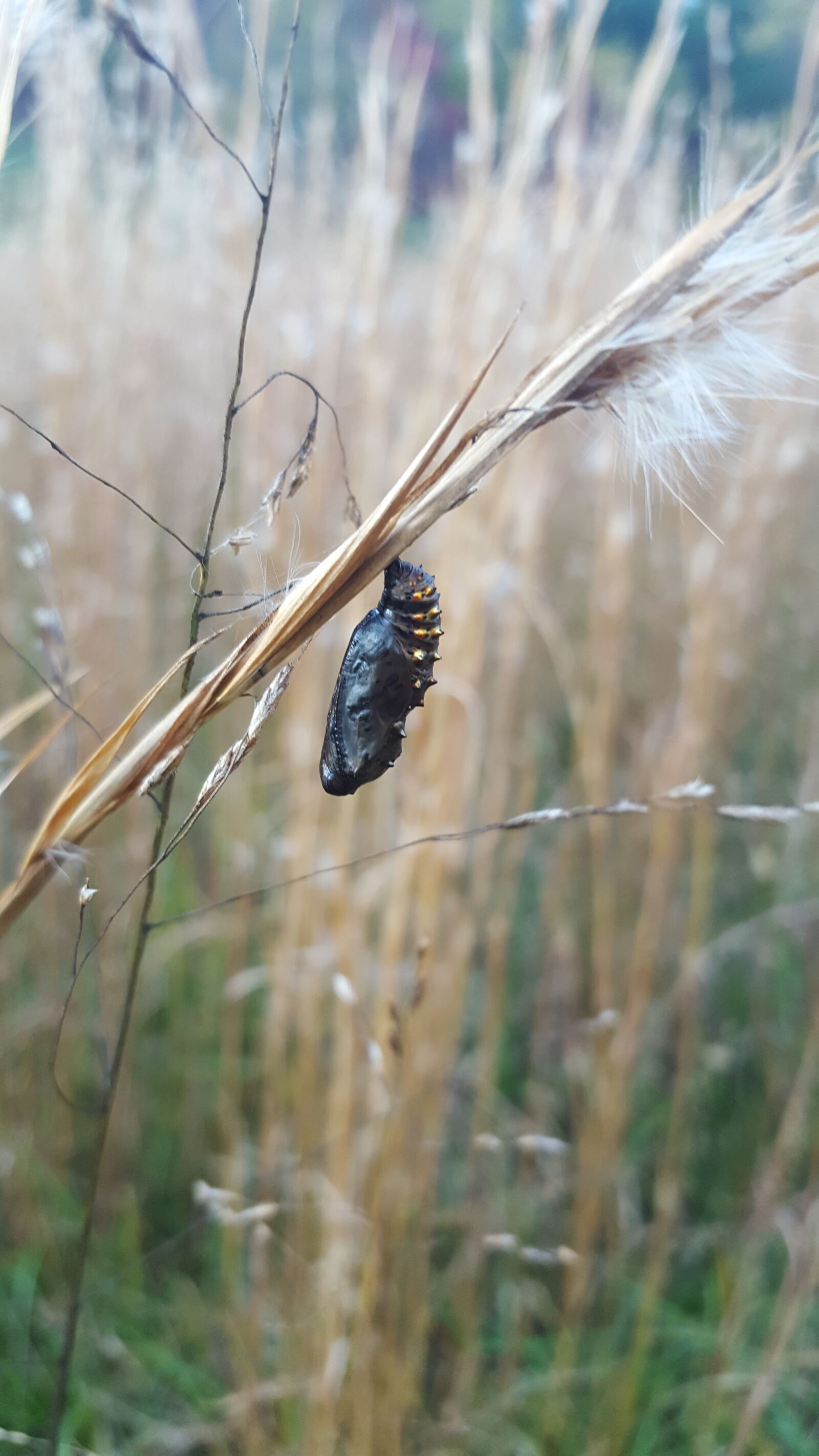 Samsung Galaxy S6 sample photo. Pasture, cocoon, pupae photography