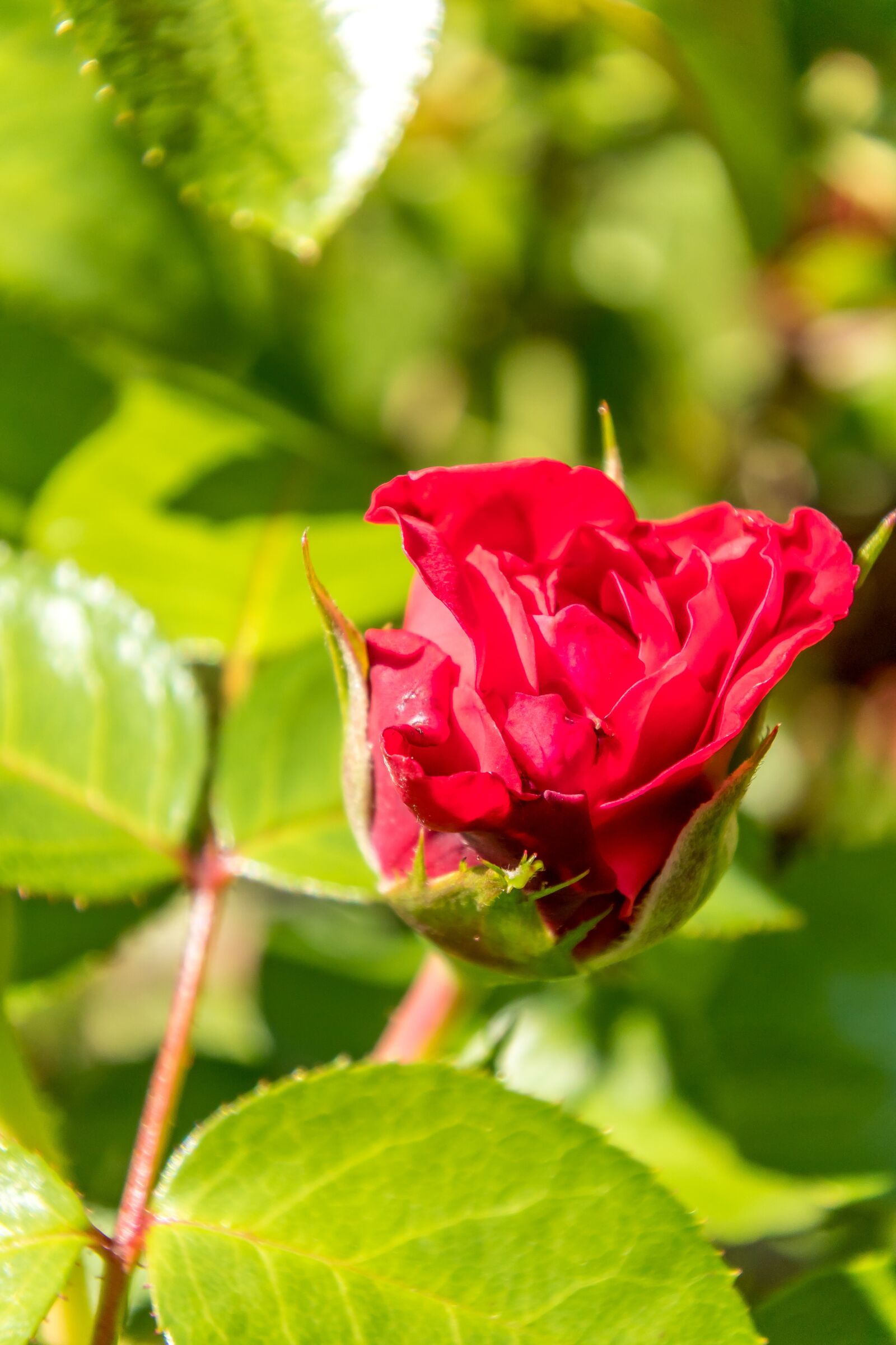 Nikon 1 J5 sample photo. Rose, red, flower photography