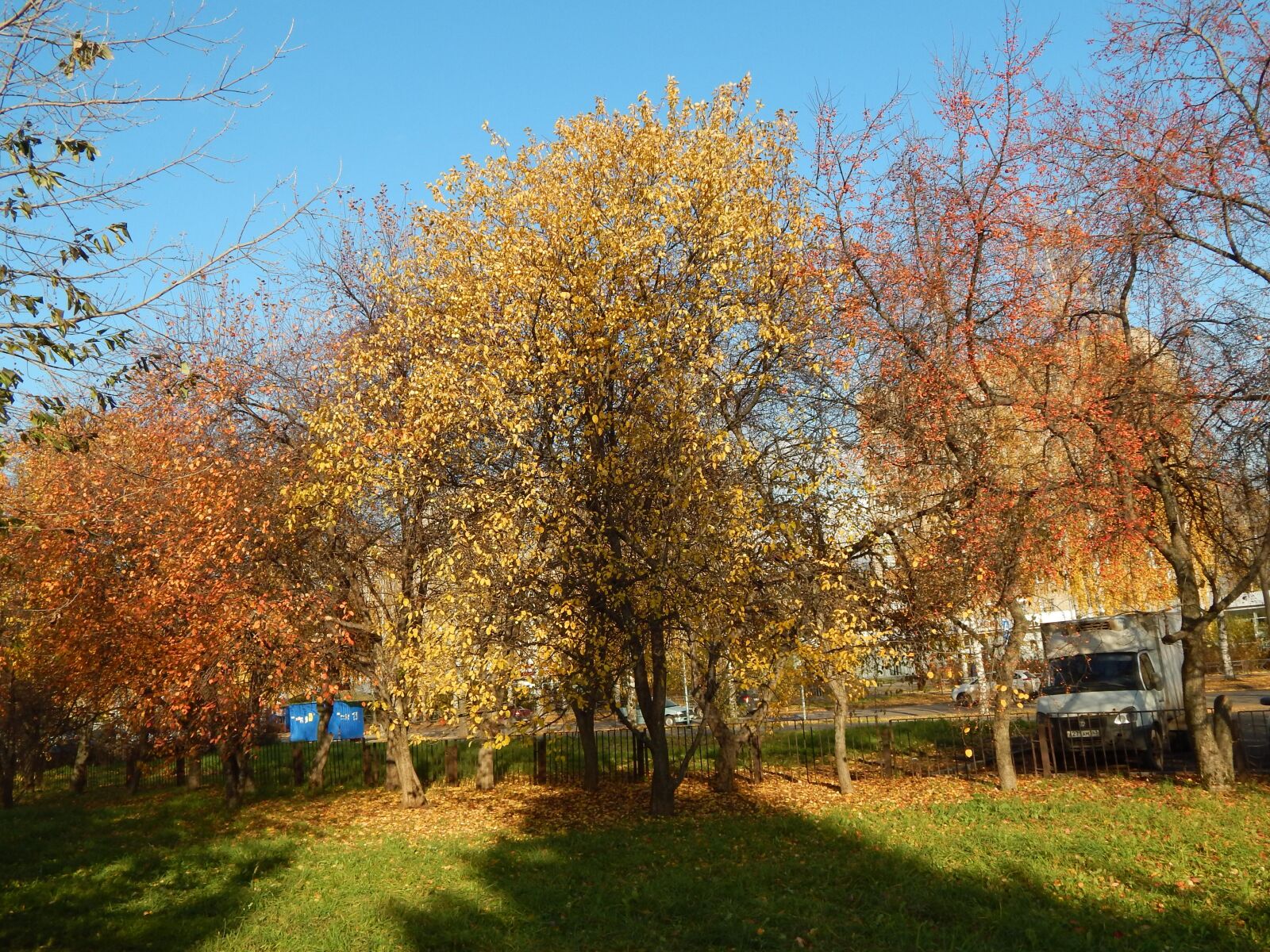 Nikon Coolpix L820 sample photo. The nature, tree, park photography