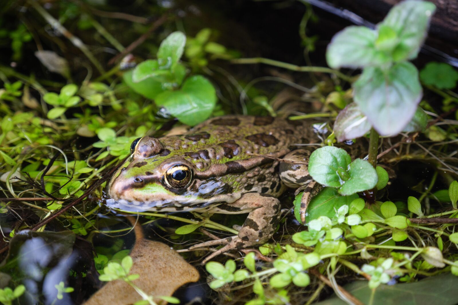Panasonic Lumix DC-G90 (Lumix DC-G91) sample photo. Toad, pissed off, frog photography