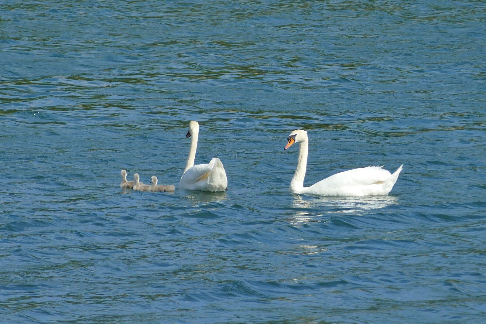 Panasonic Lumix DMC-FZ1000 sample photo. Swans, family, water photography
