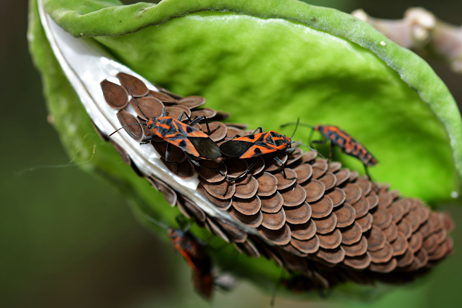 Nikon D500 sample photo. Bugs, hemiptera, insect photography