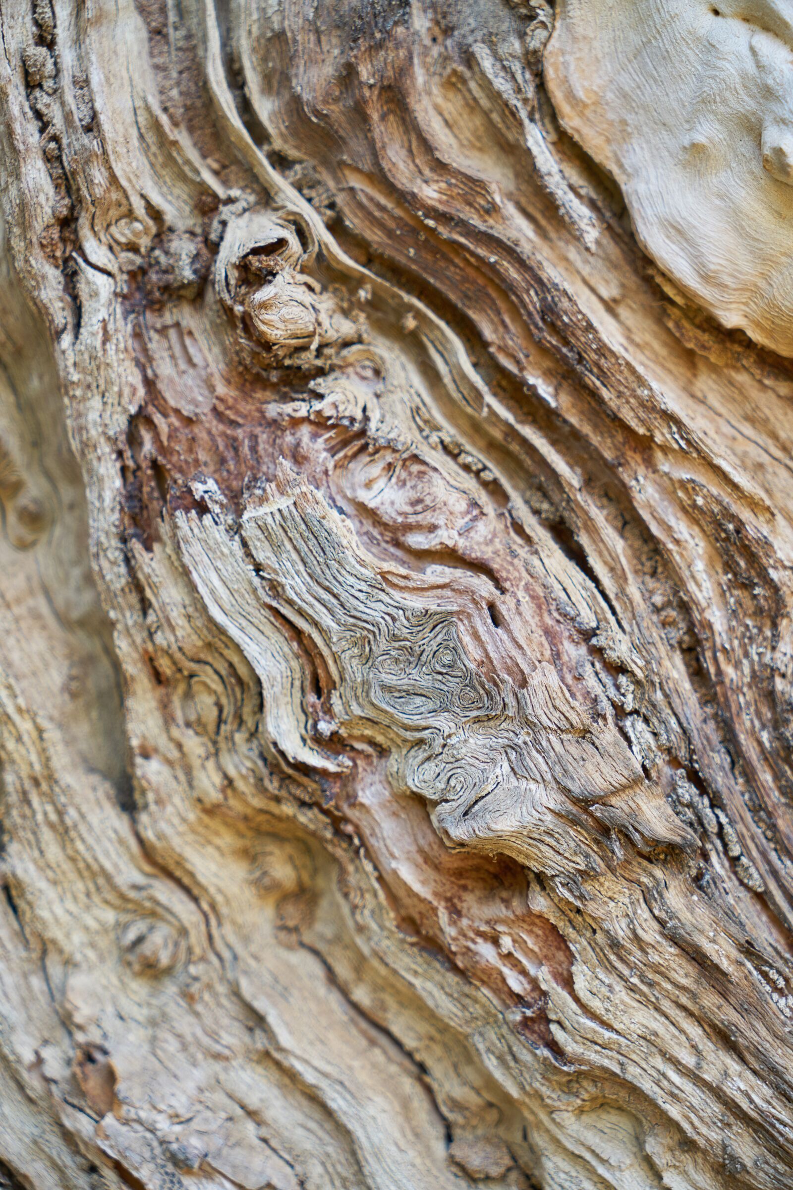 Sony a7R II sample photo. Abstract, texture, tree photography