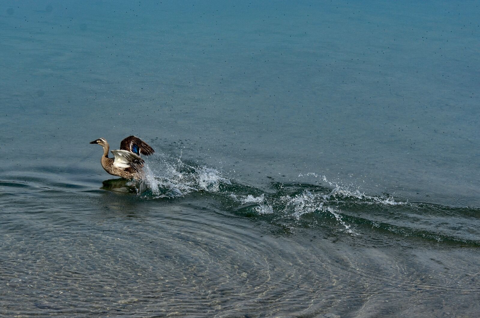 Nikon D7000 sample photo. Duck, bird, water bird photography