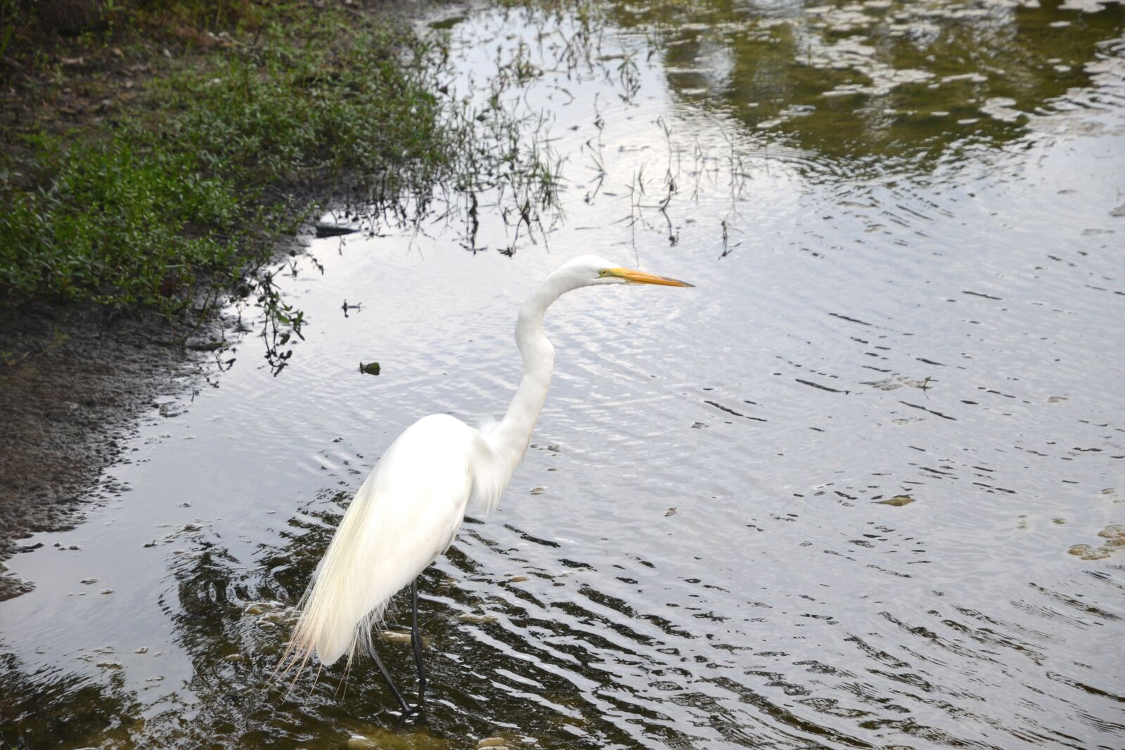 Nikon D600 sample photo. Egret, bird, water photography