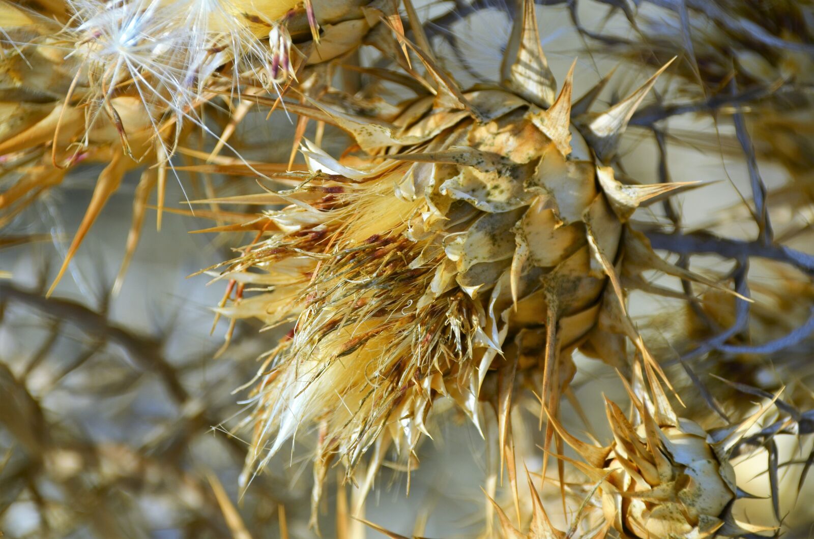 Nikon D5100 sample photo. Sardinia, plant, prickly photography