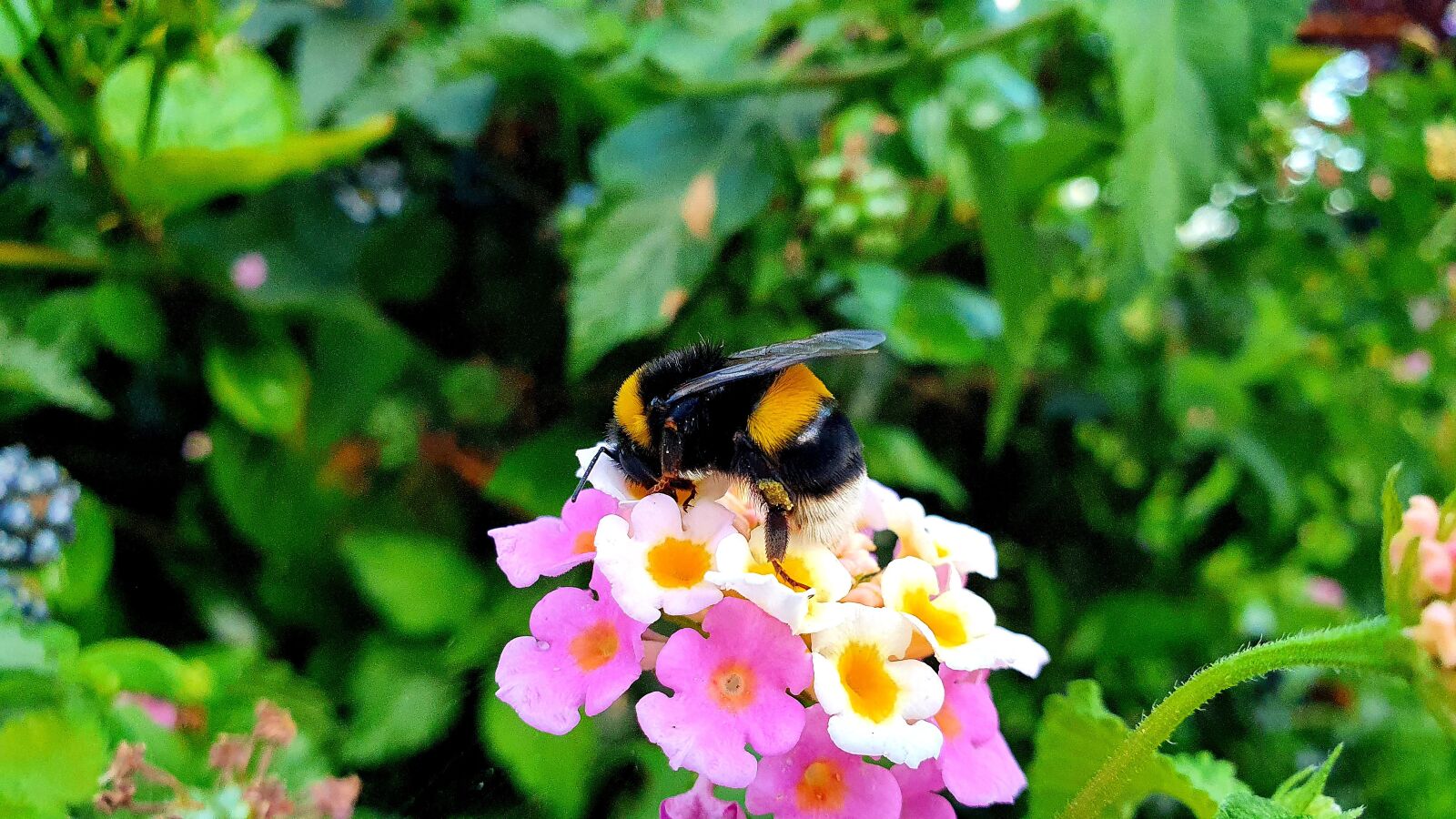 Samsung Galaxy S10e sample photo. Wasp, bee, flower photography