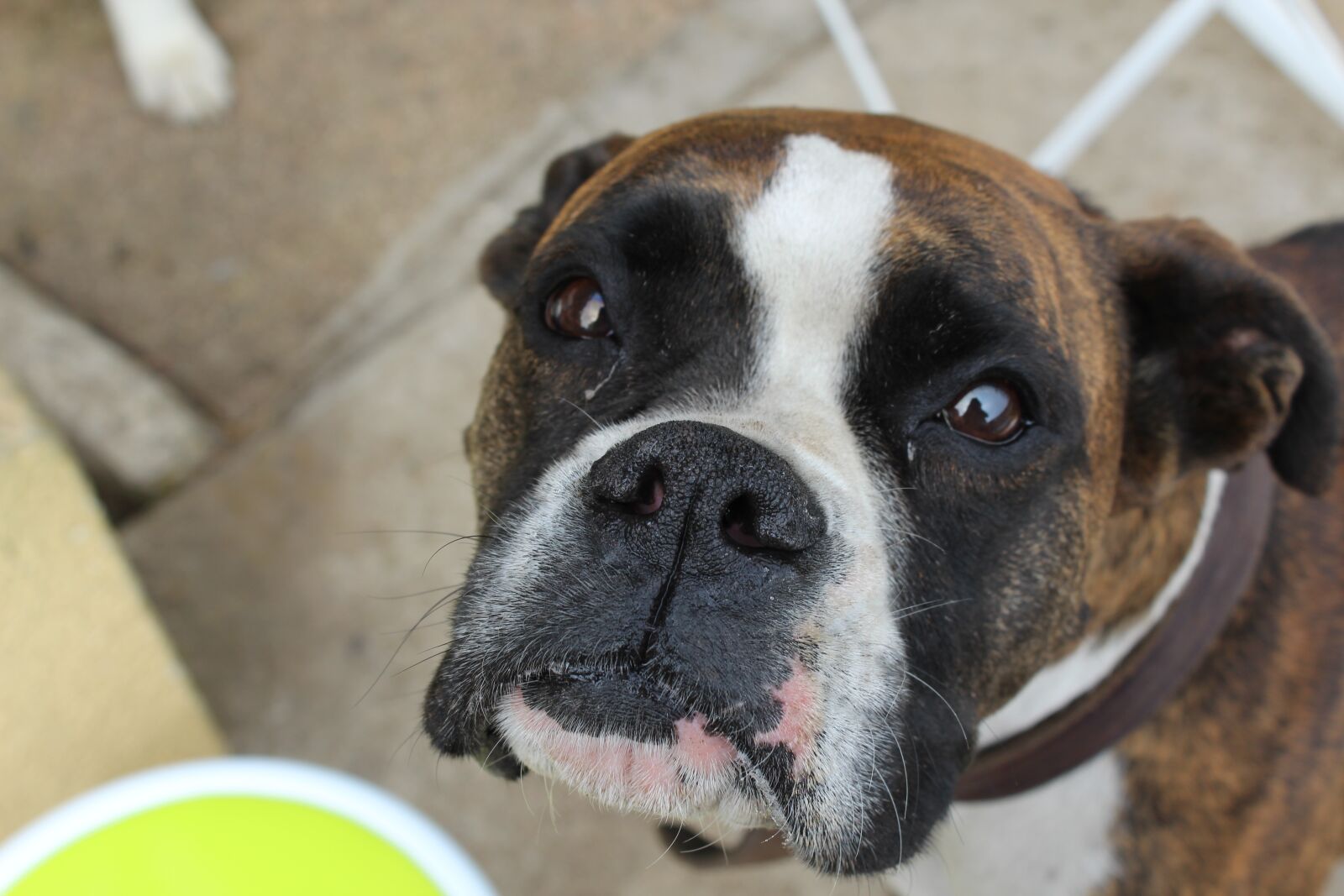 Canon EOS 1300D (EOS Rebel T6 / EOS Kiss X80) sample photo. Dog, boxer, animals photography